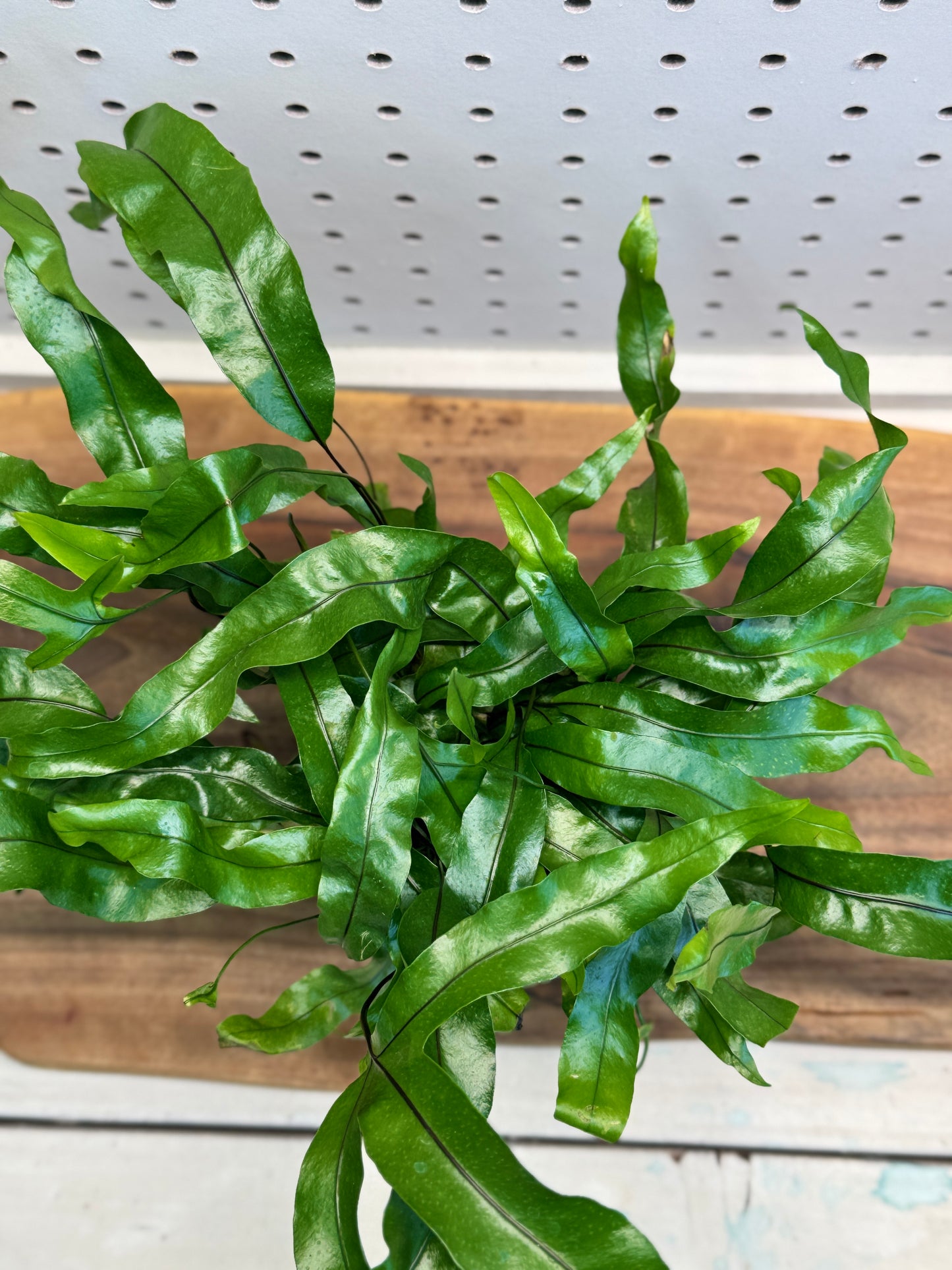 Kangaroo Fern Microsorum diversifolium 4 inch Pot - Indoor Plant with Glossy Green Fronds for Bright Indirect Light & Moderate Humidity