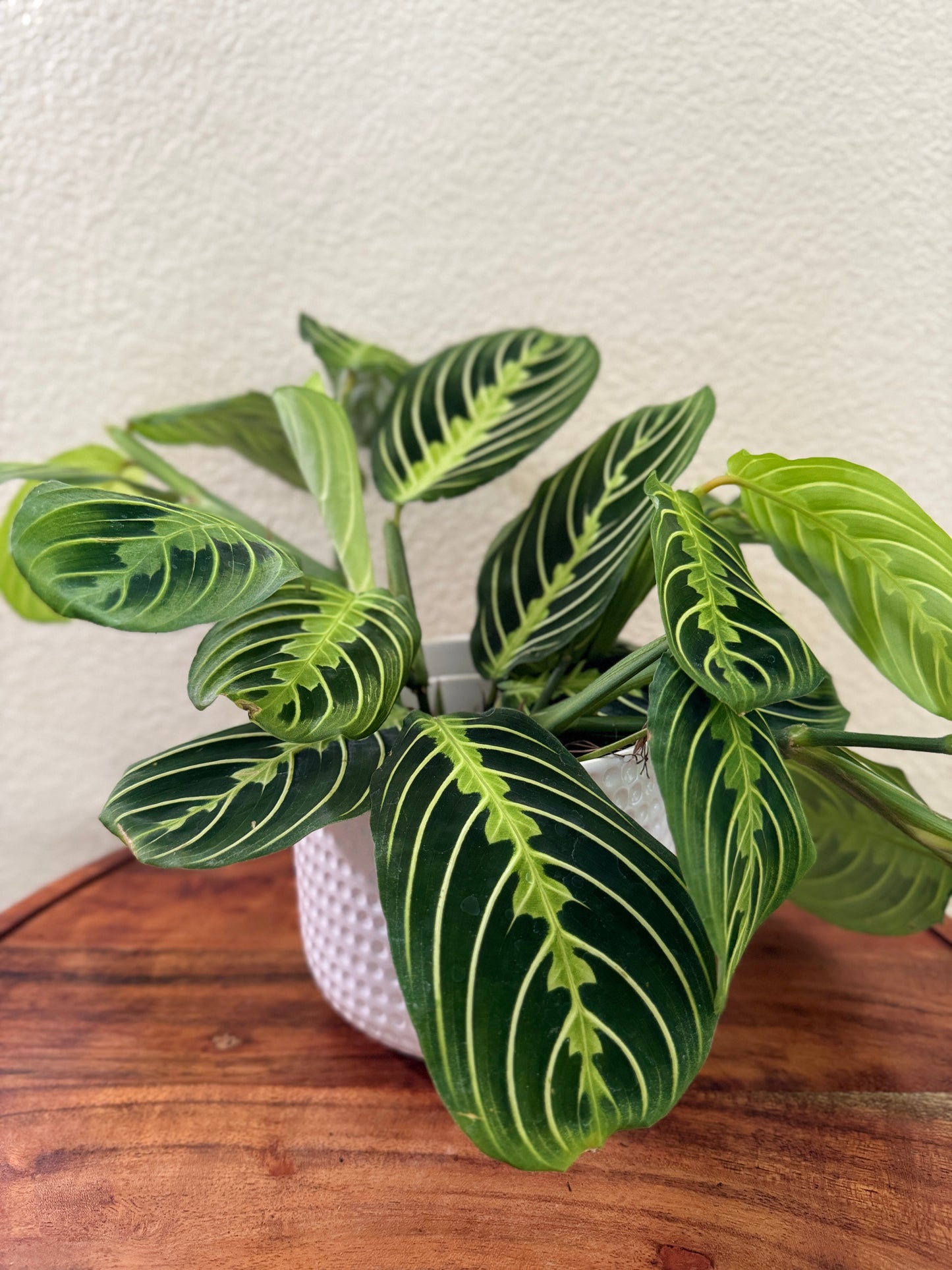Maranta Leuconeura Plant in 4 Inch Pot - Prayer Plant with Striking Green Veins & Spots - Safe for Pets - Ideal for Houseplants