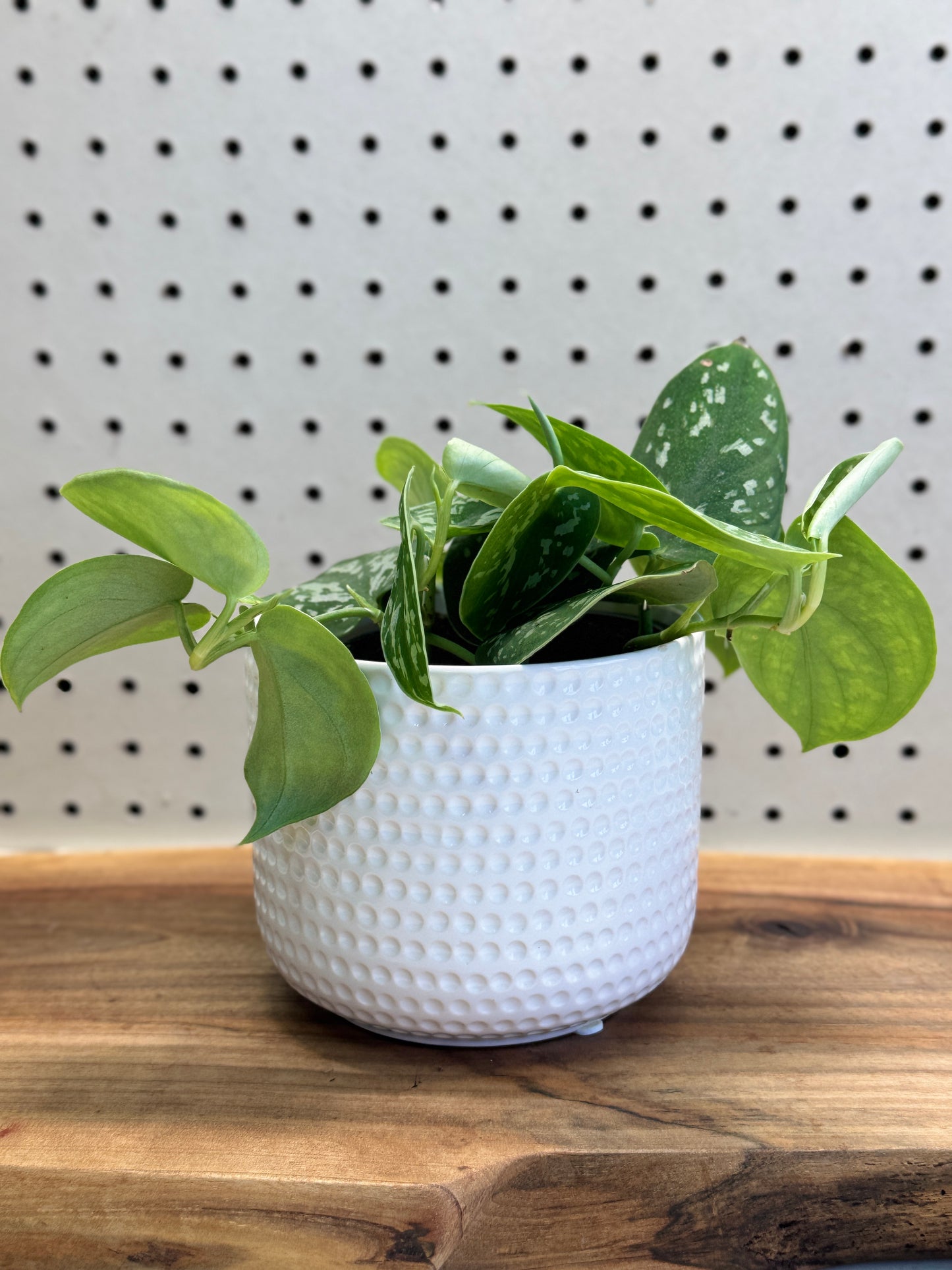 Satin Pothos Scindapsus pictus - Indoor Houseplant with Heart-Shaped Leaves & Silvery Spots - Easy Care for Hanging Baskets & Shelves