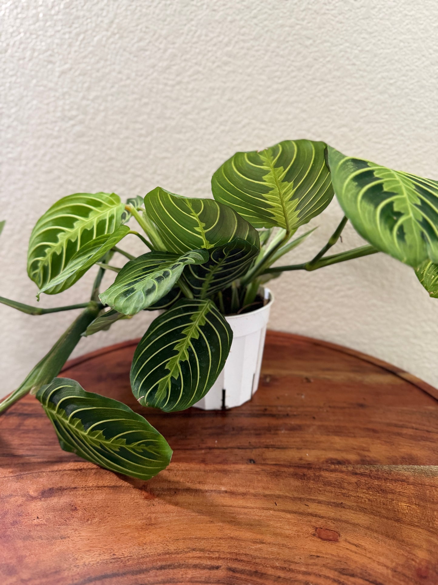 Maranta Leuconeura Plant in 4 Inch Pot - Prayer Plant with Striking Green Veins & Spots - Safe for Pets - Ideal for Houseplants