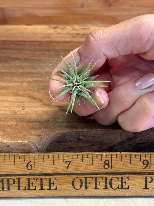 2 (TWO) Tillandsia Ionantha Small Size Air Plant in Natural Green Color, Ideal for Terrariums, Indoor Use, No Soil, Bright Indirect Light