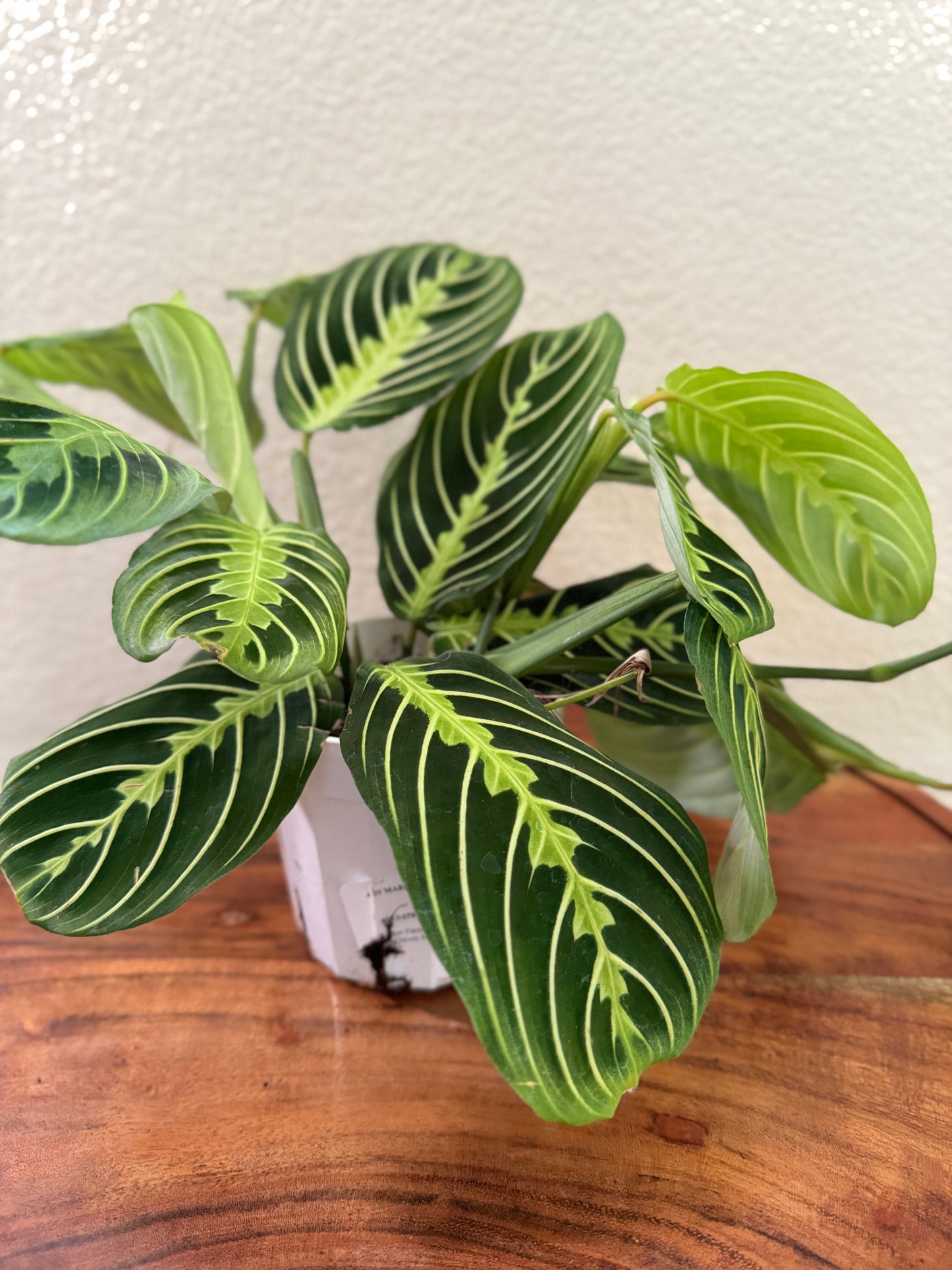 Maranta Leuconeura Plant in 4 Inch Pot - Prayer Plant with Striking Green Veins & Spots - Safe for Pets - Ideal for Houseplants