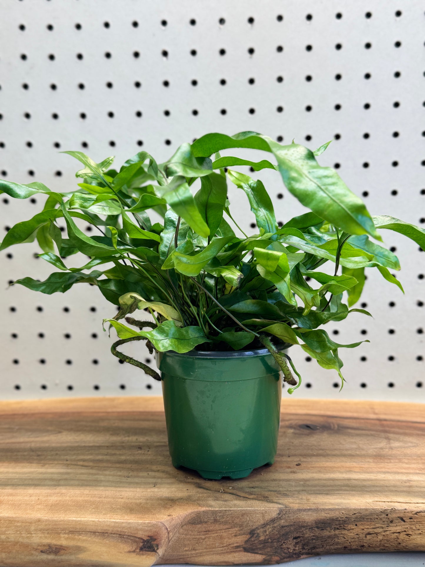 Kangaroo Fern Microsorum diversifolium 4 inch Pot - Indoor Plant with Glossy Green Fronds for Bright Indirect Light & Moderate Humidity