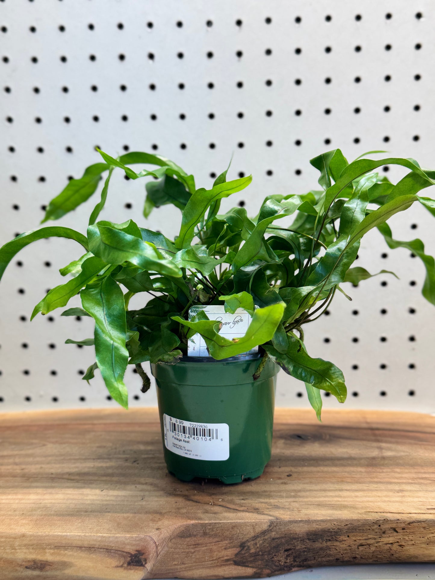 Kangaroo Fern Microsorum diversifolium 4 inch Pot - Indoor Plant with Glossy Green Fronds for Bright Indirect Light & Moderate Humidity
