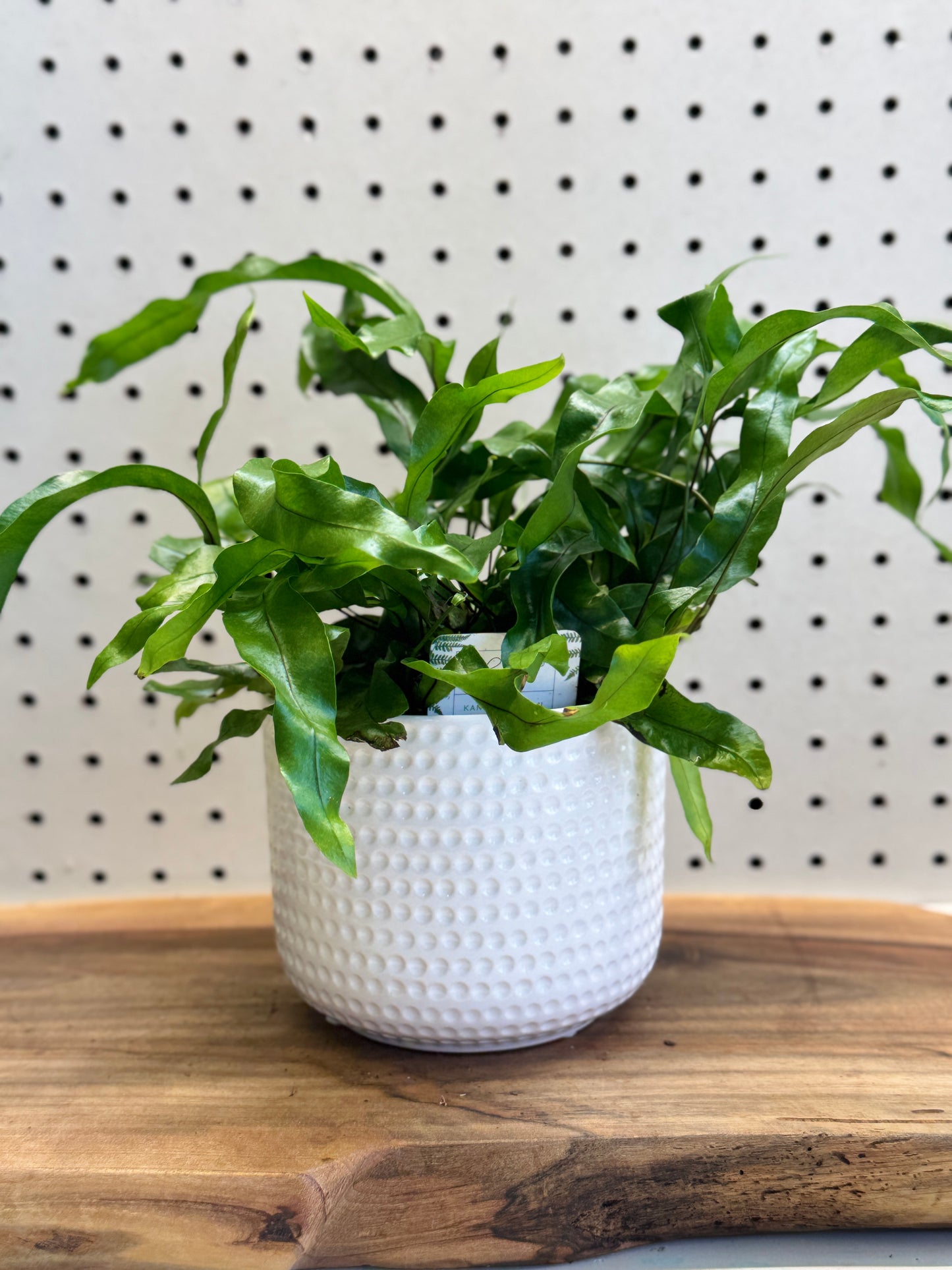 Kangaroo Fern Microsorum diversifolium 4 inch Pot - Indoor Plant with Glossy Green Fronds for Bright Indirect Light & Moderate Humidity
