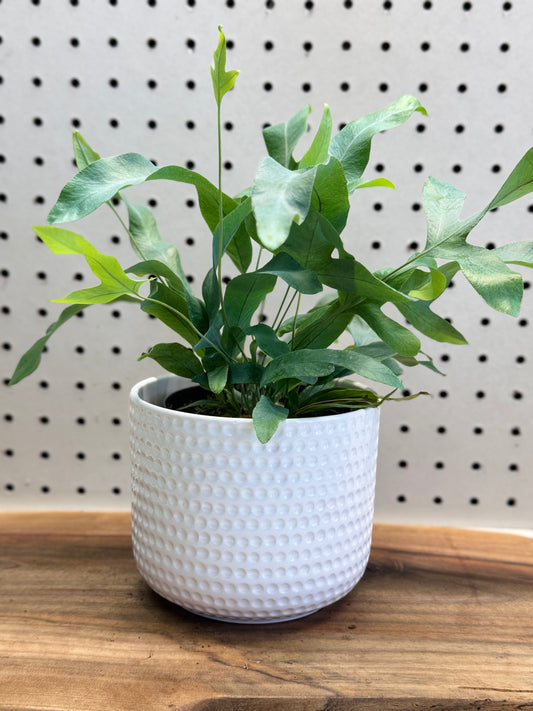 Blue Star Fern Phlebodium aureum 4 inch Pot - Unique Eye-Catching Fern with Wavy Blue-Green Fronds for Indoor Use