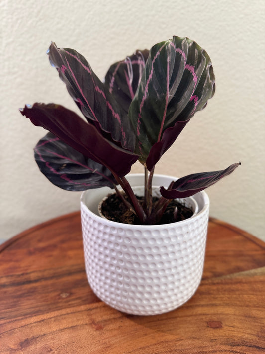 Calathea Dottie Prayer Plant 4 inch with Black Leaves and pink stripes