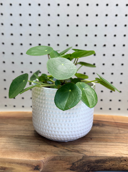 Chinese Money Plant Pilea peperomioides 4 inch Pot Indoor Easy Care Round Leaves Modern Look Friendship Plant for Brighten Shelves Desks Windowsills