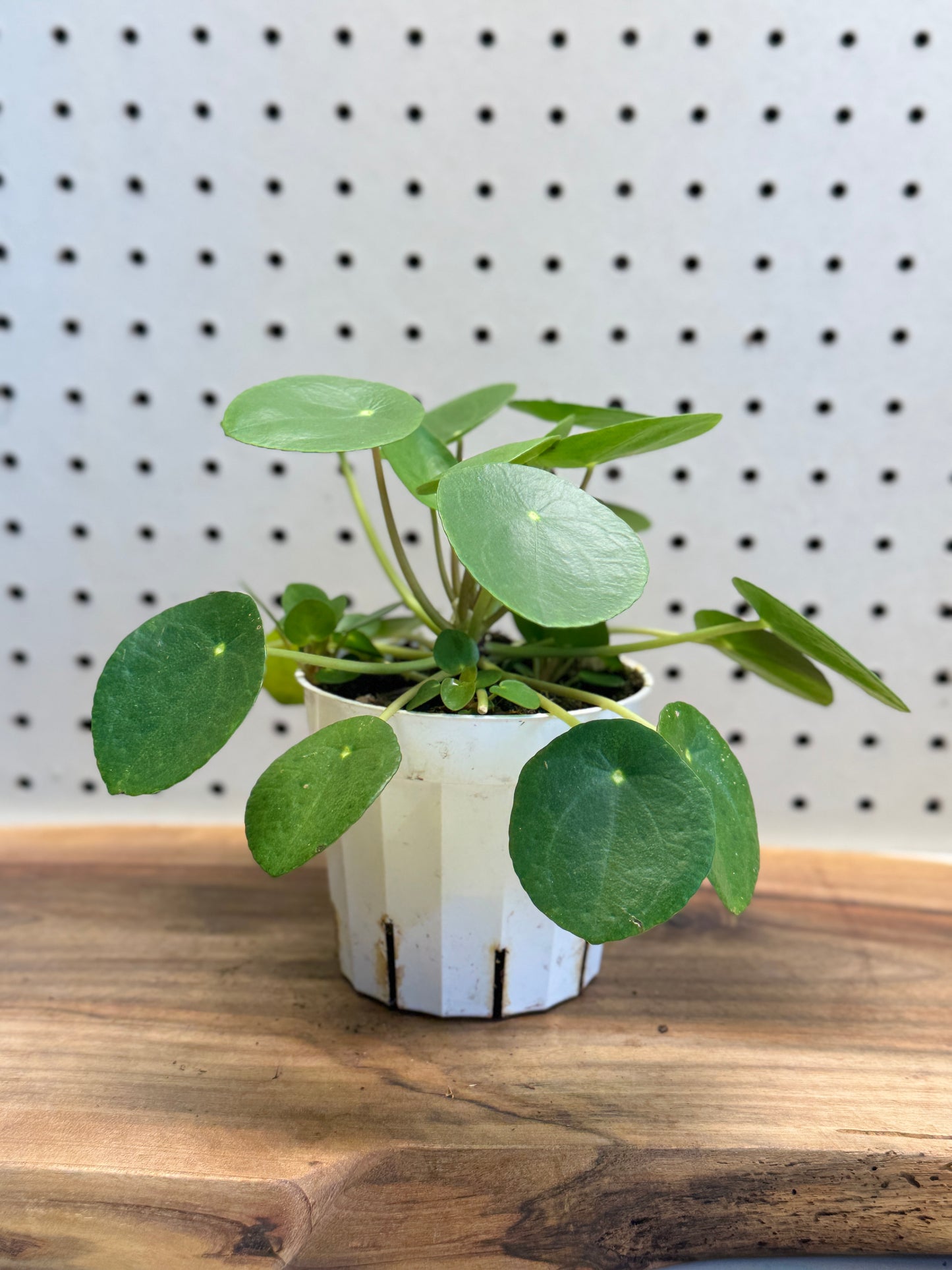 Chinese Money Plant Pilea peperomioides 4 inch Pot Indoor Easy Care Round Leaves Modern Look Friendship Plant for Brighten Shelves Desks Windowsills
