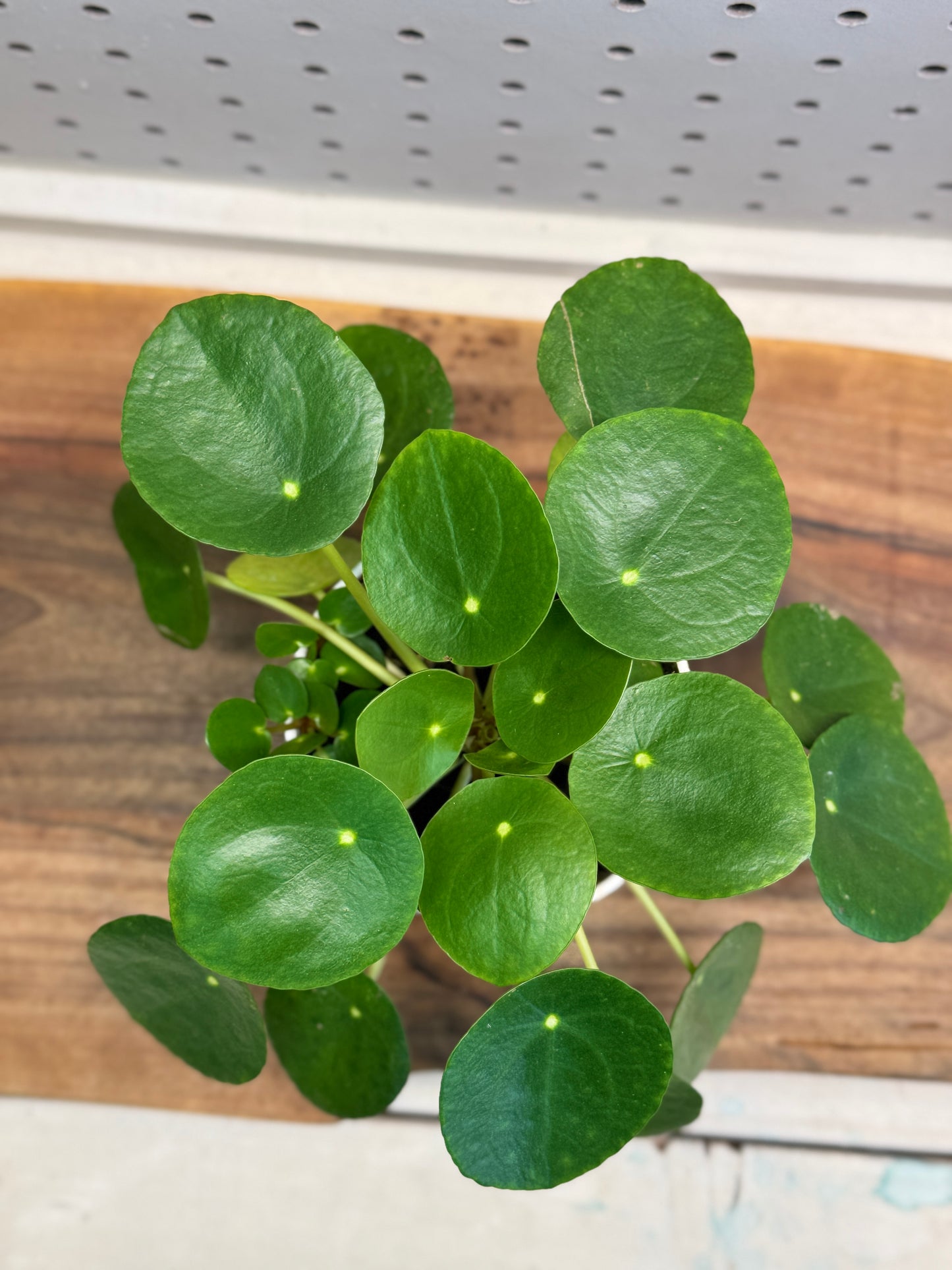 Chinese Money Plant Pilea peperomioides 4 inch Pot Indoor Easy Care Round Leaves Modern Look Friendship Plant for Brighten Shelves Desks Windowsills