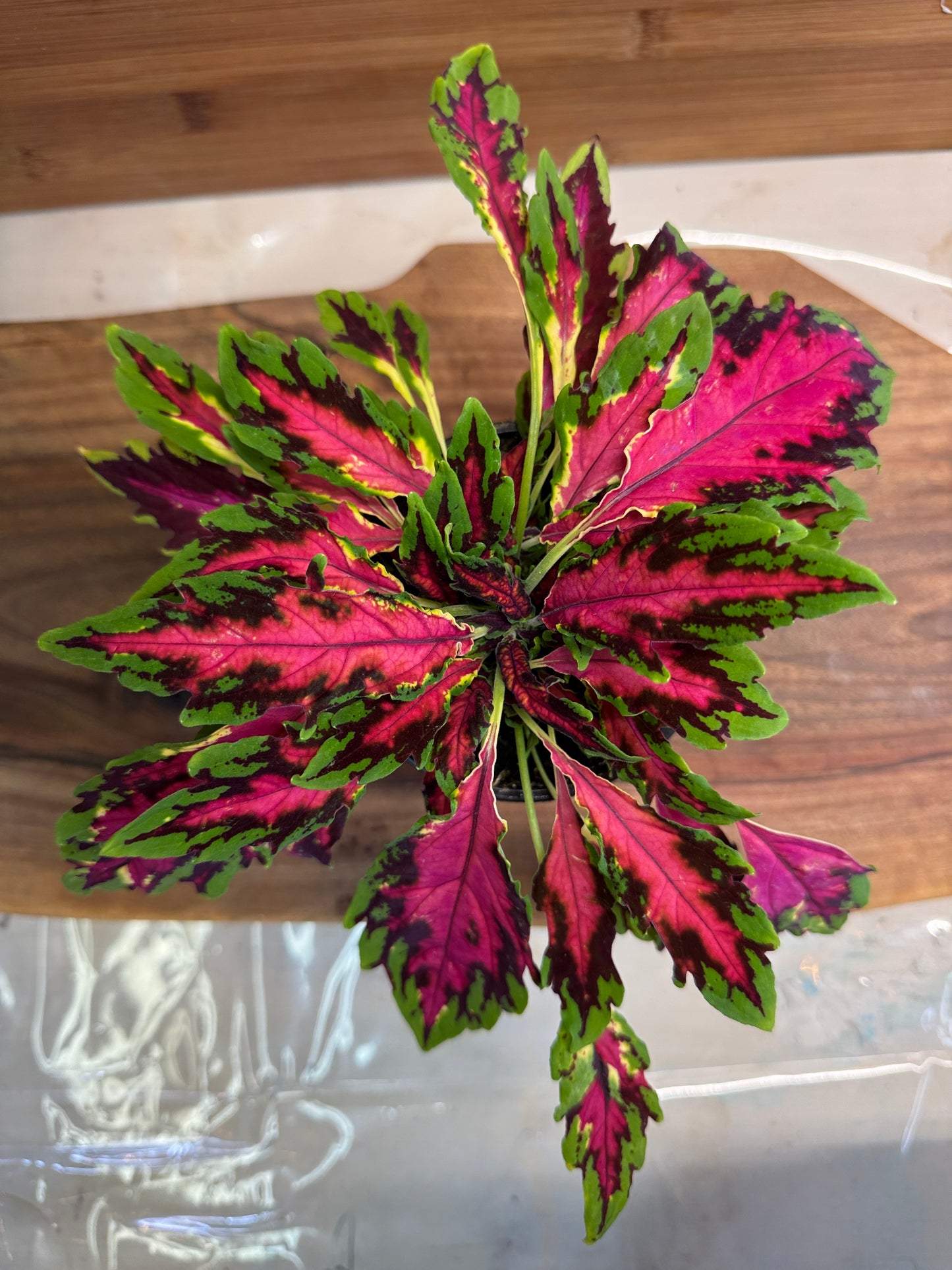 Coleus Spitfire 4 inch