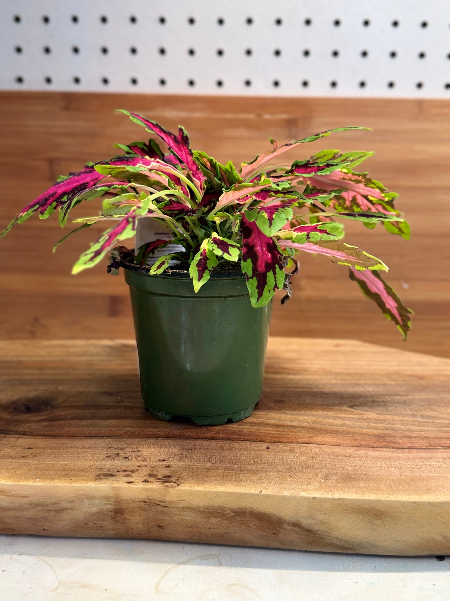 Coleus Spitfire 4 inch