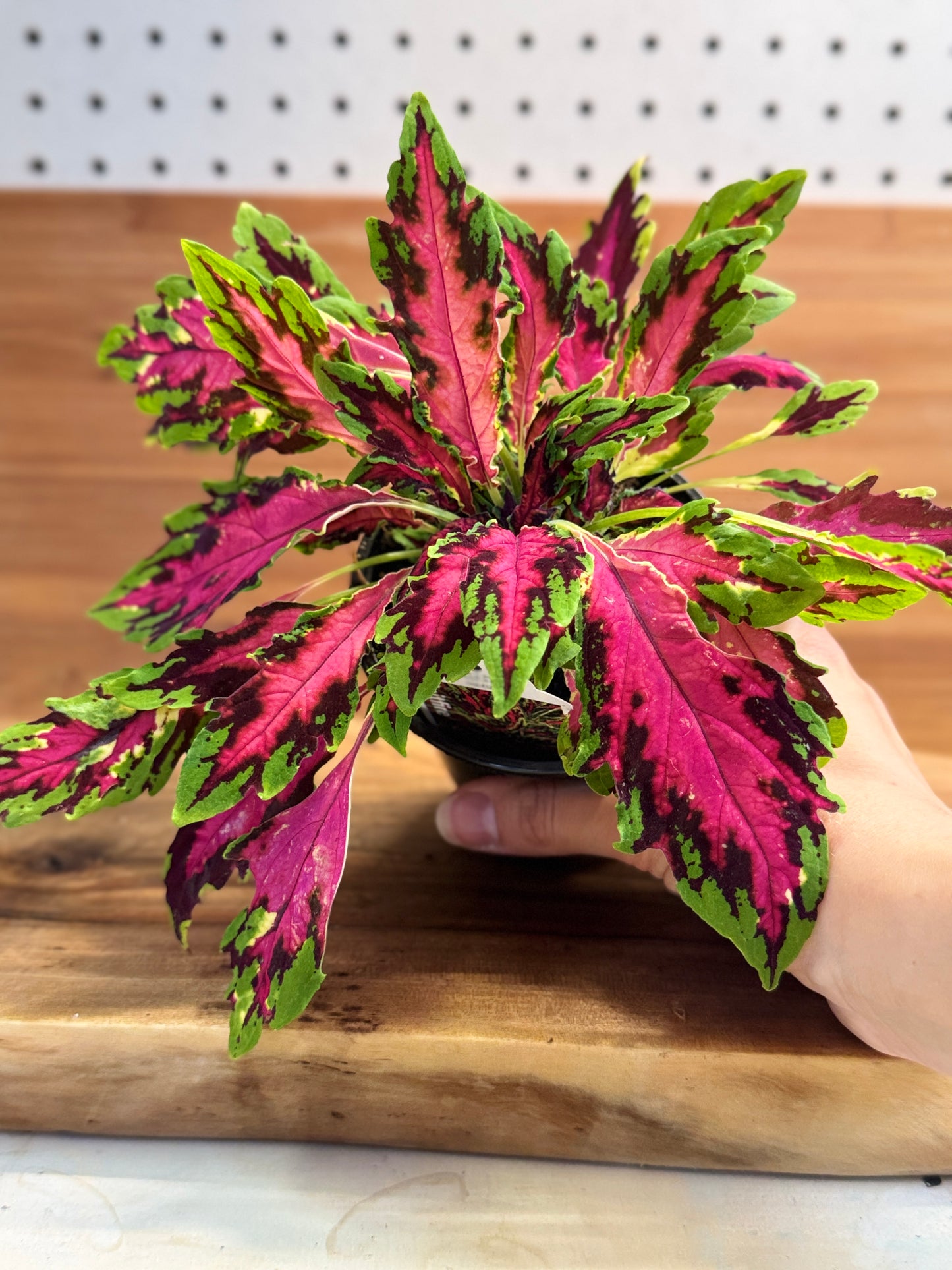 Coleus Spitfire 4 inch