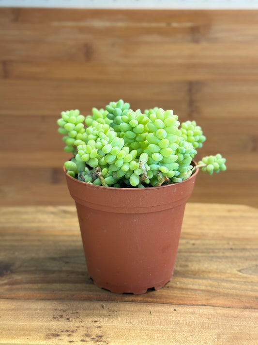 Burro’s Tail (Sedum morganianum) 4 inch