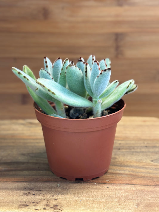 Chocolate Soldier (Kalanchoe tomentosa) 4 inch