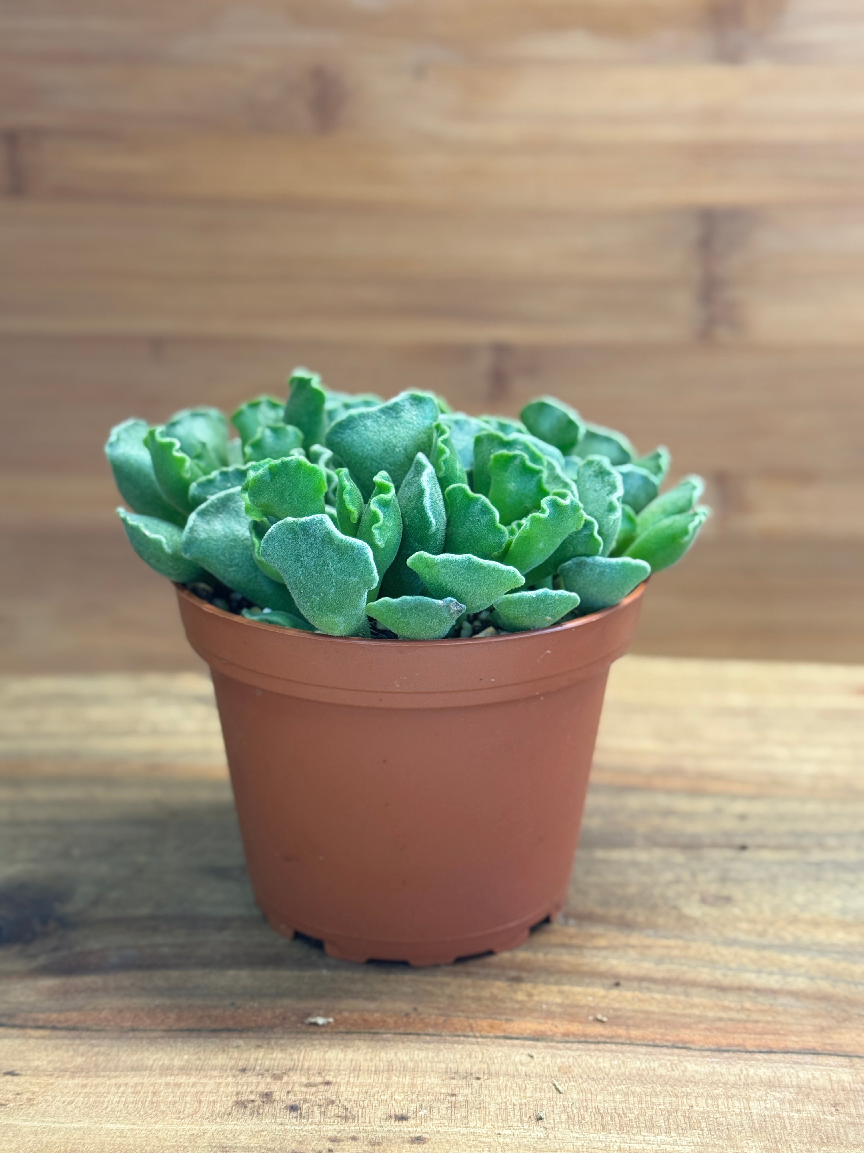 crinkle leaf succulent Adromischus cristatus (Crinkle-Leaf Plant) 4 inch – PLNTSHP.COM