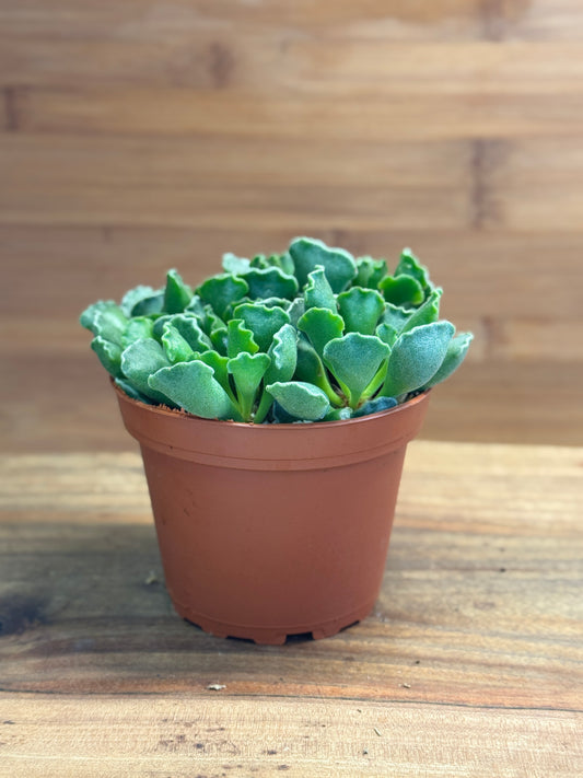 Adromischus cristatus (Crinkle-Leaf Plant) 4 inch