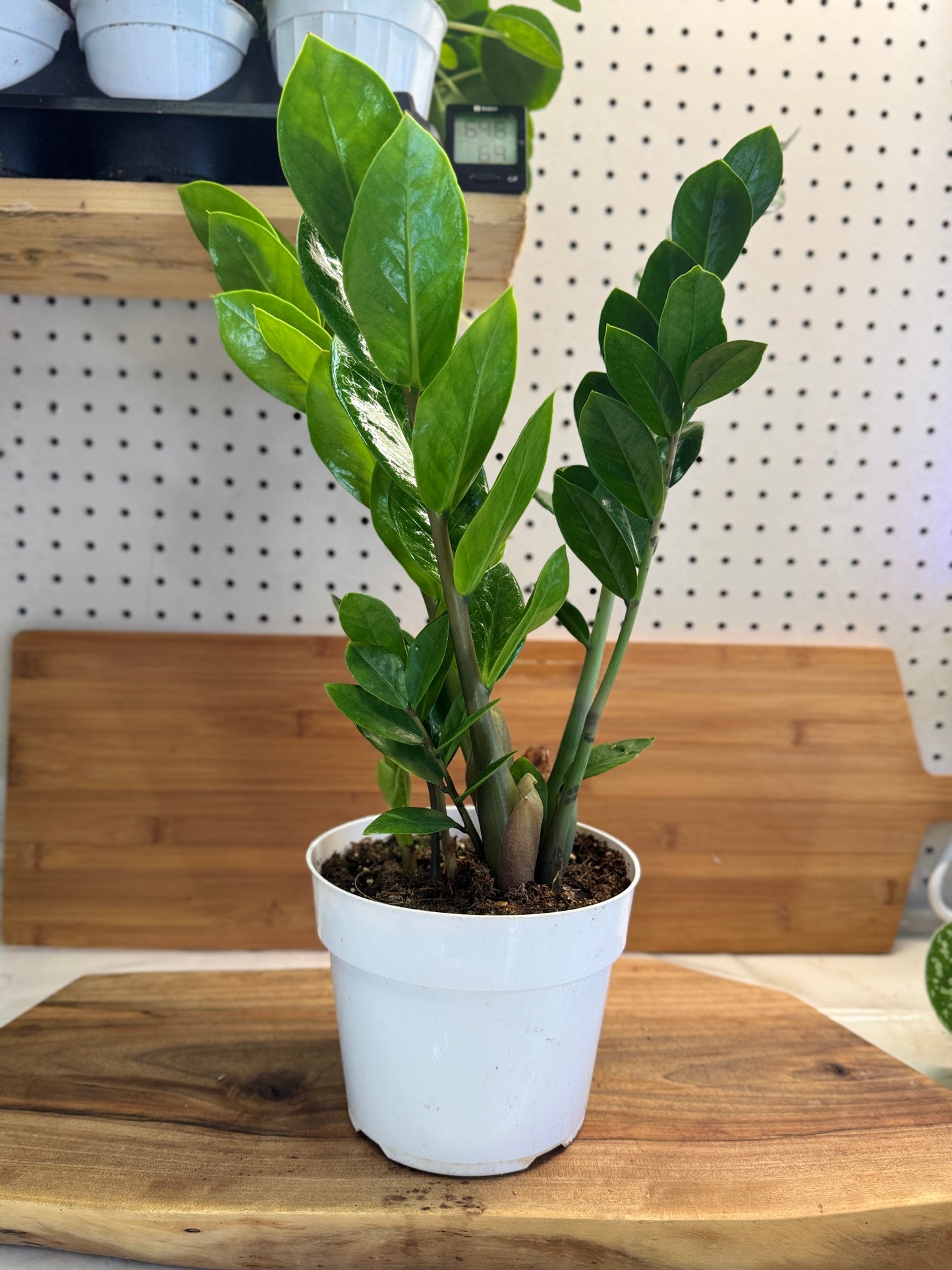ZZ Plant (Zamioculcas zamiifolia) 6 inch