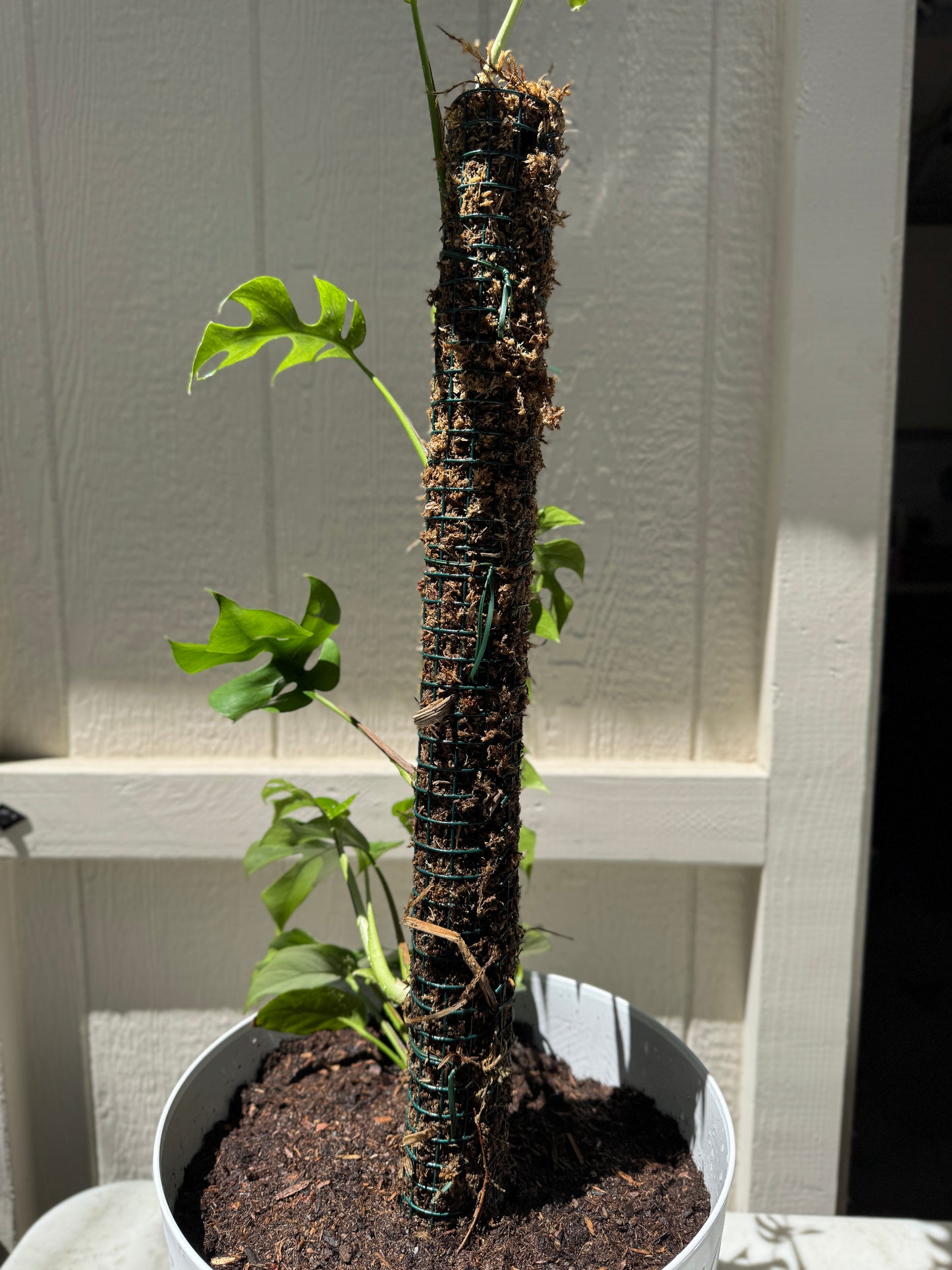 Moss Pole- 24 inch