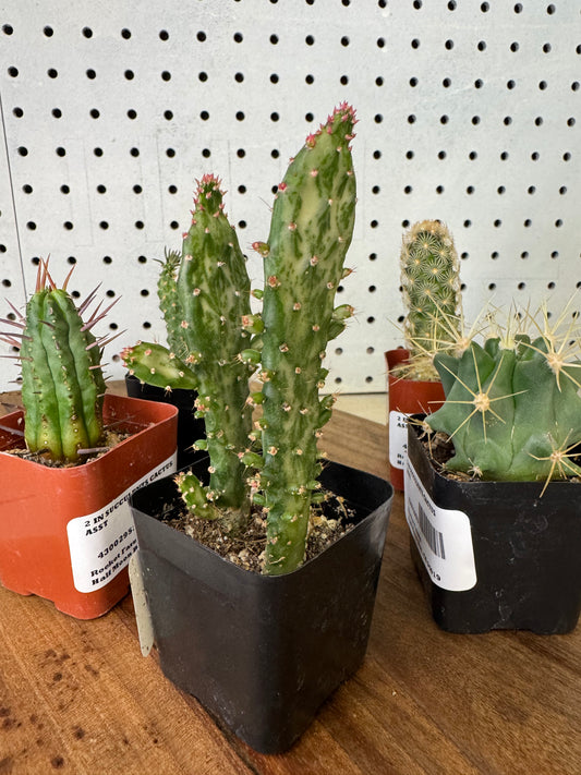 Cacti Assortment 2 inch Austrocylindropuntia, Opuntia Monacantha, Ferocactus glaucescens, Mammillaria elongata, Euphorbia horrida