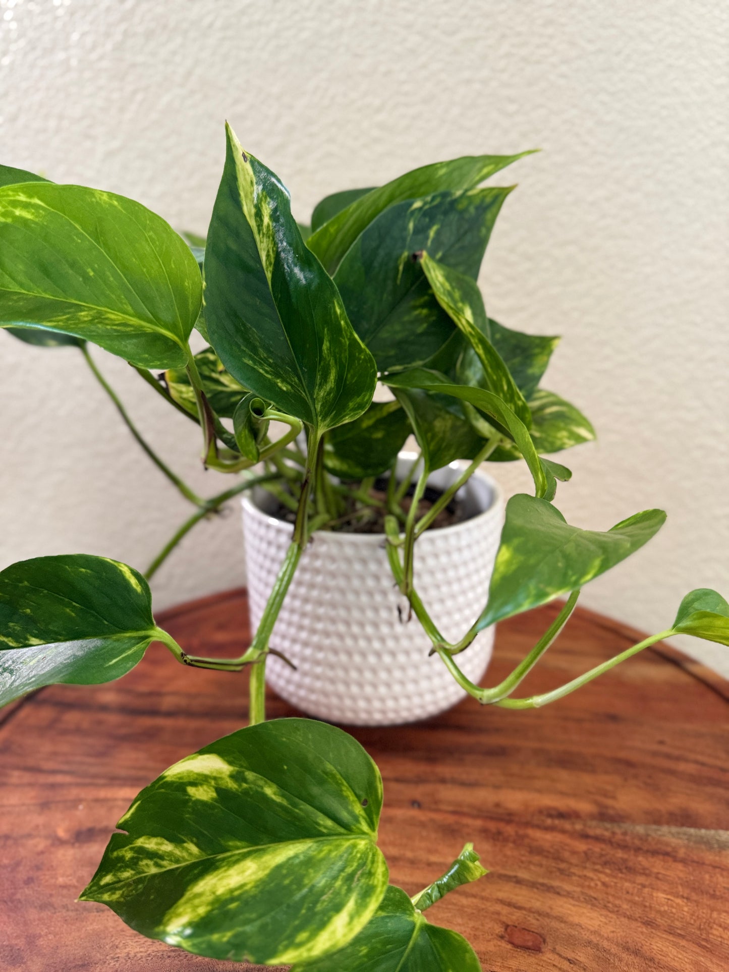 Golden Pothos 4 Inch Nursery Pot - Heart-Shaped Green Leaves with Golden-Yellow Variegation - Ideal for Indoor Care in Bright, Indirect Light