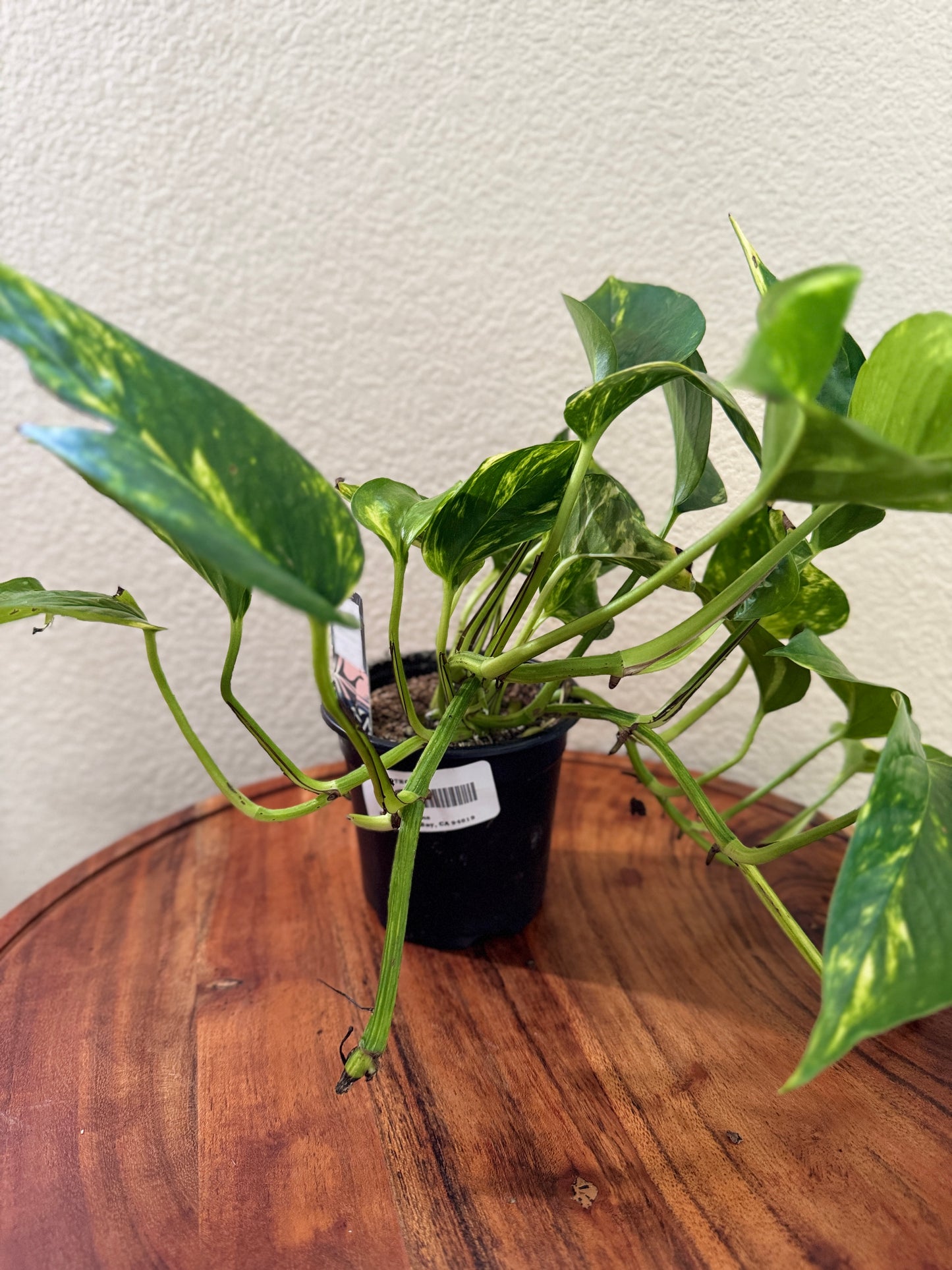 Golden Pothos 4 Inch Nursery Pot - Heart-Shaped Green Leaves with Golden-Yellow Variegation - Ideal for Indoor Care in Bright, Indirect Light