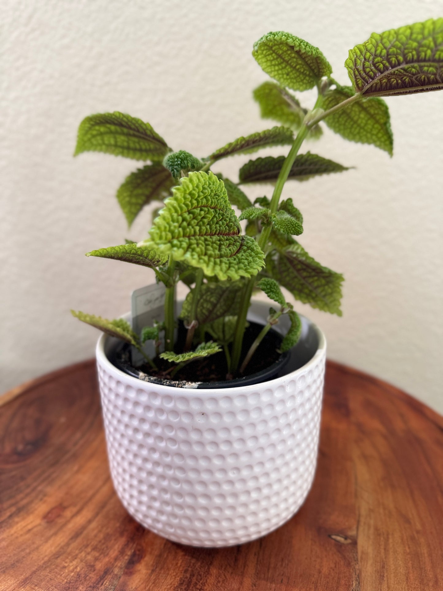 Moon Valley Pilea Mollis 4 inch Indoor Plant Vibrant Green Leaves Compact & Easy Care Tropical Perennial for Home Decor
