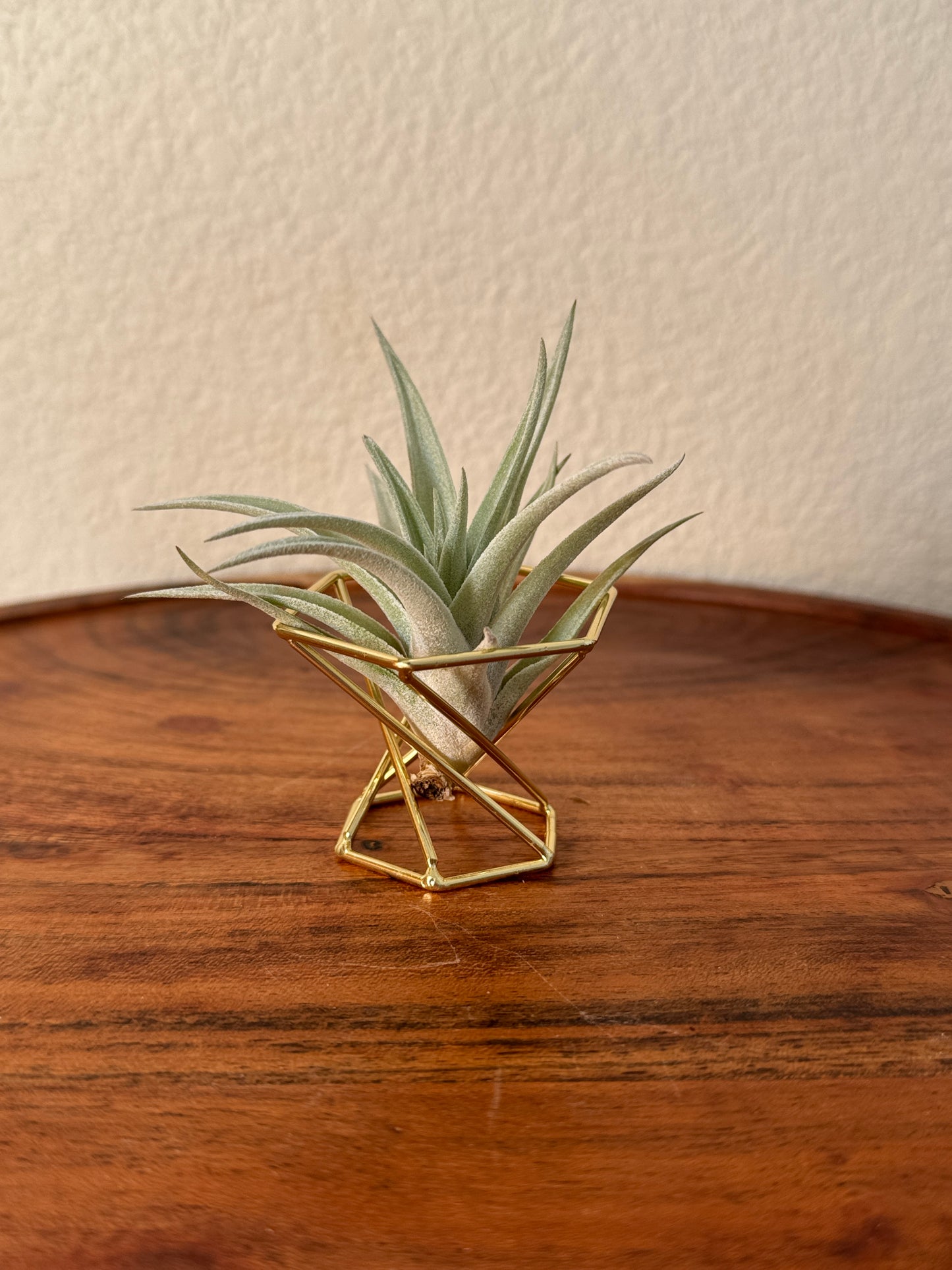 Tillandsia harrisii Small Air Plant in Natural Green Color - Indoor Plant with Velvet Silver-gray Leaves & Compact Rosette Shape - Requires Bright Indirect Light & Moderate Humidity