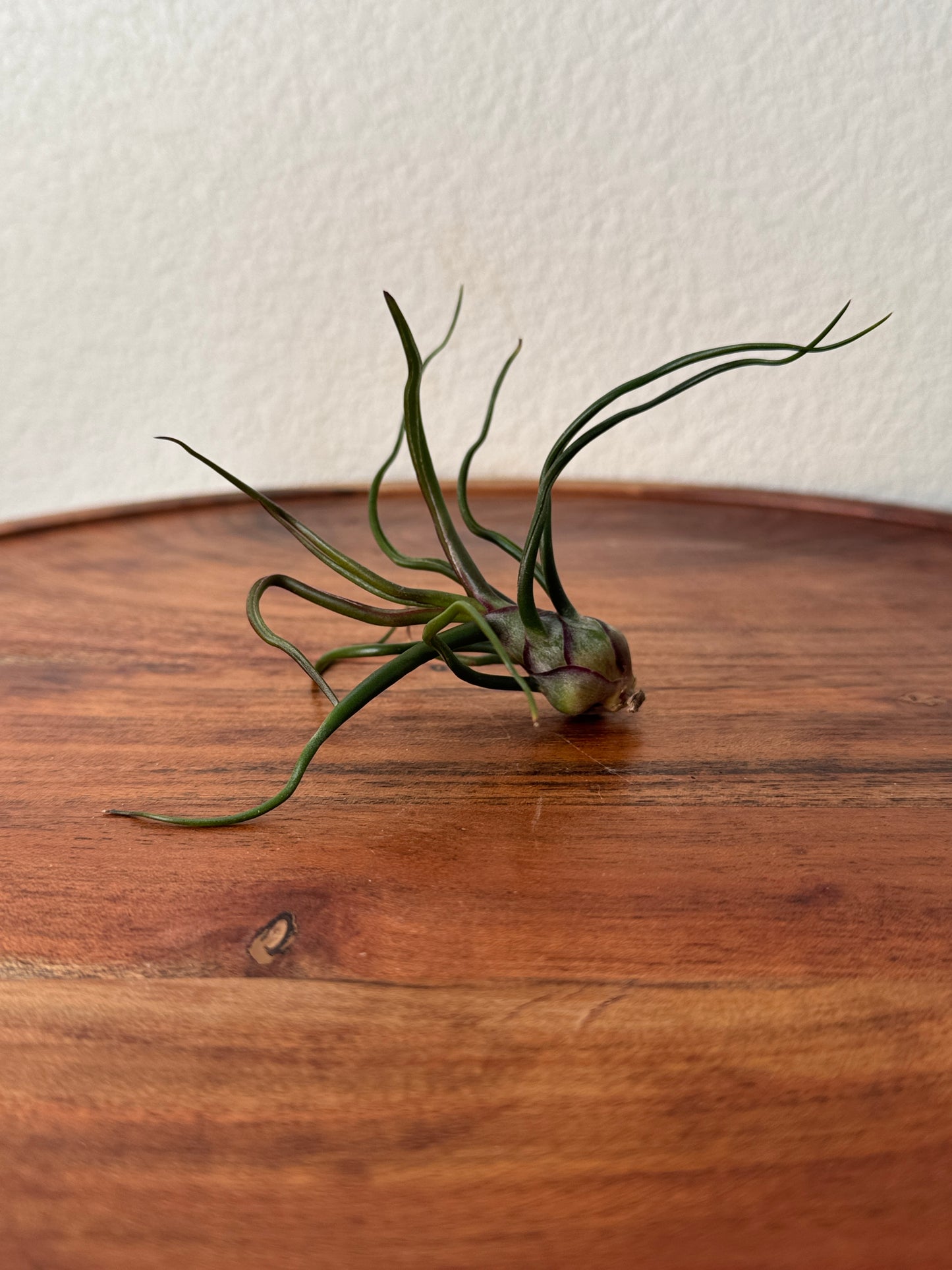 Tillandsia bulbosa Medium Air Plant - Unique Sculptural Air Plant with Bulb-like Base and Twisting Green Leaves - Ideal for Indoor Use - Requires Bright Indirect Light and Moderate Humidity