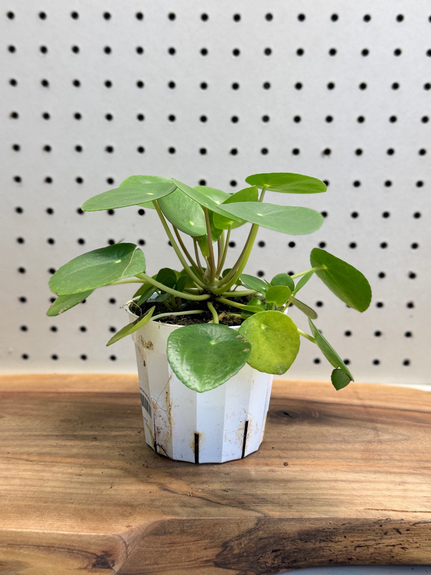 Chinese Money Plant Pilea peperomioides 4 inch Pot Indoor Easy Care Round Leaves Modern Look Friendship Plant for Brighten Shelves Desks Windowsills
