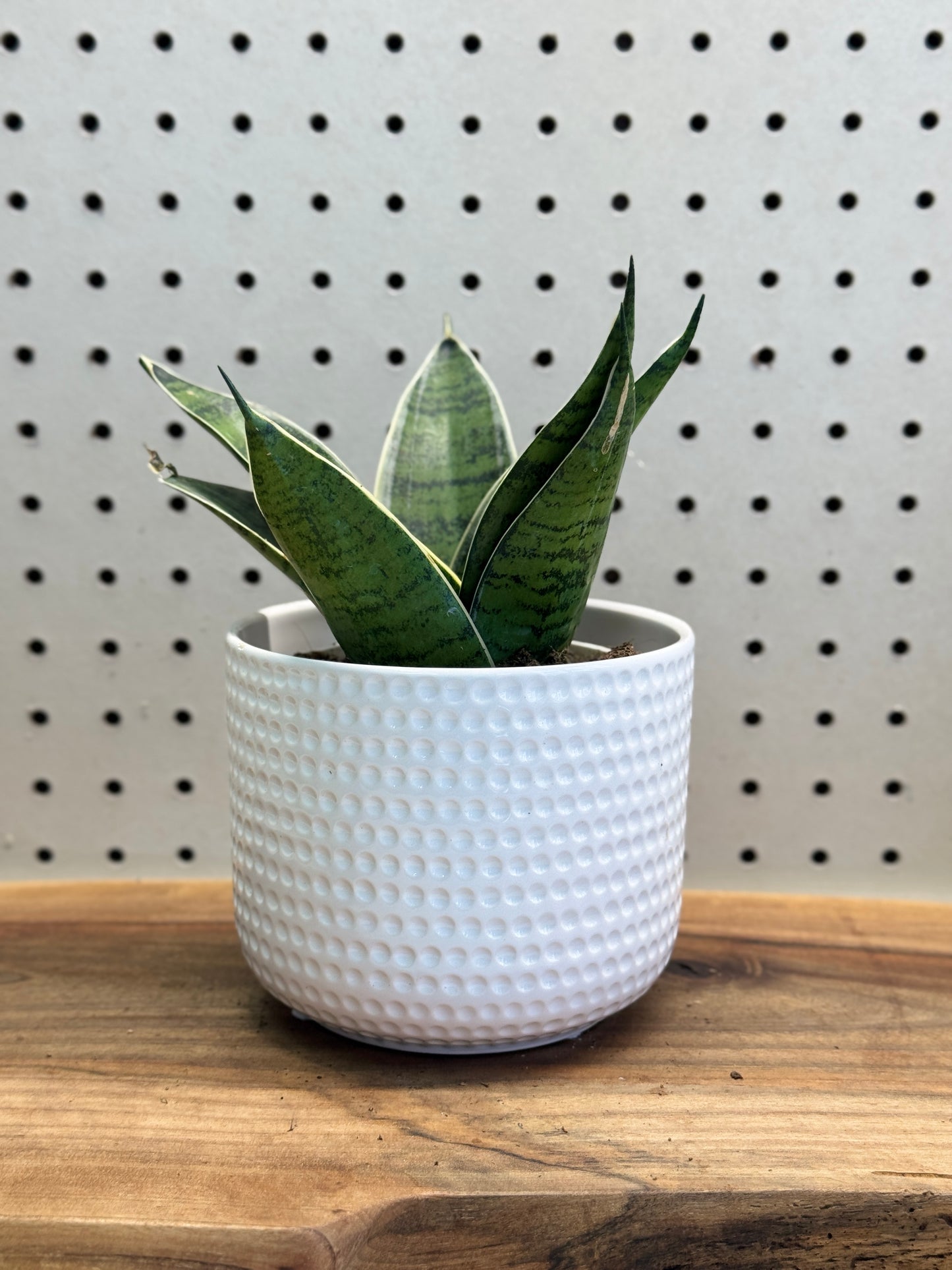 Snake Plant 4 Inch Pot - Sansevieria with Green Patterns, Ideal for Indoor Use, Low Maintenance, Tolerates Low Light, Purifies Air