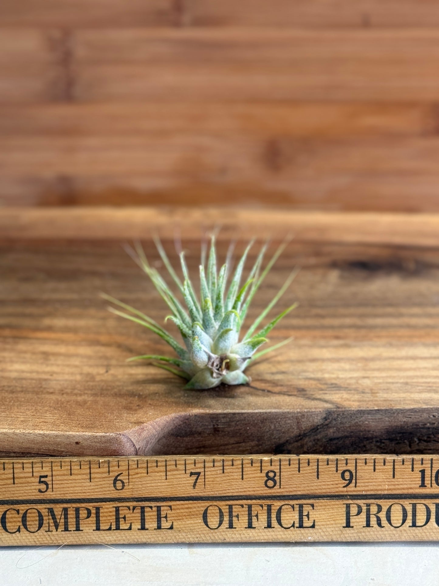 Tillandsia Ionantha Medium Size Air Plant in Natural Green Color, Ideal for Terrariums, Indoor Use, No Soil, Bright Indirect Light