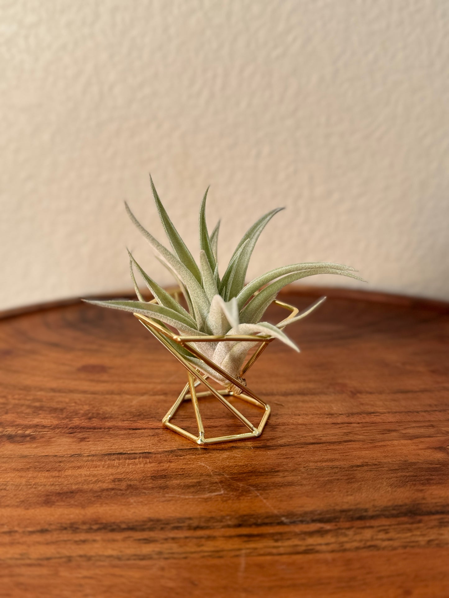 Tillandsia harrisii Small Air Plant in Natural Green Color - Indoor Plant with Velvet Silver-gray Leaves & Compact Rosette Shape - Requires Bright Indirect Light & Moderate Humidity