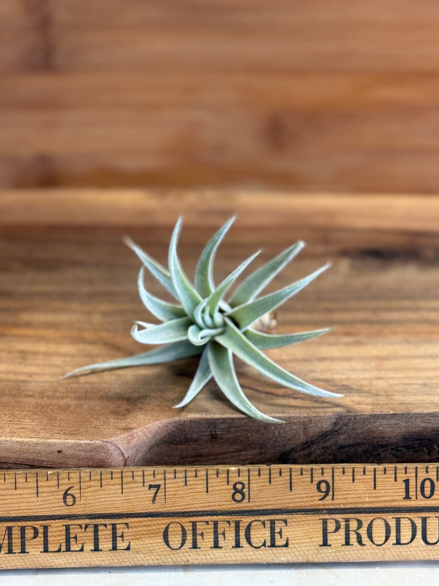 Tillandsia harrisii Small Air Plant in Natural Green Color - Indoor Plant with Velvet Silver-gray Leaves & Compact Rosette Shape - Requires Bright Indirect Light & Moderate Humidity
