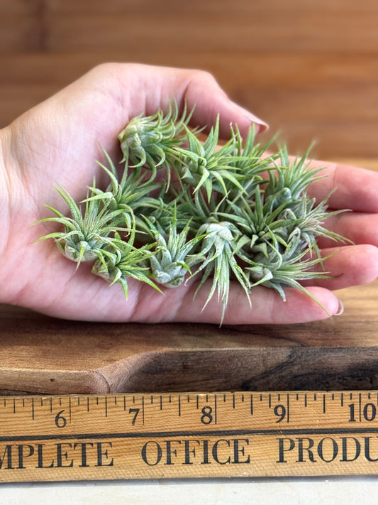 2 (TWO) Tillandsia Ionantha Small Size Air Plant in Natural Green Color, Ideal for Terrariums, Indoor Use, No Soil, Bright Indirect Light