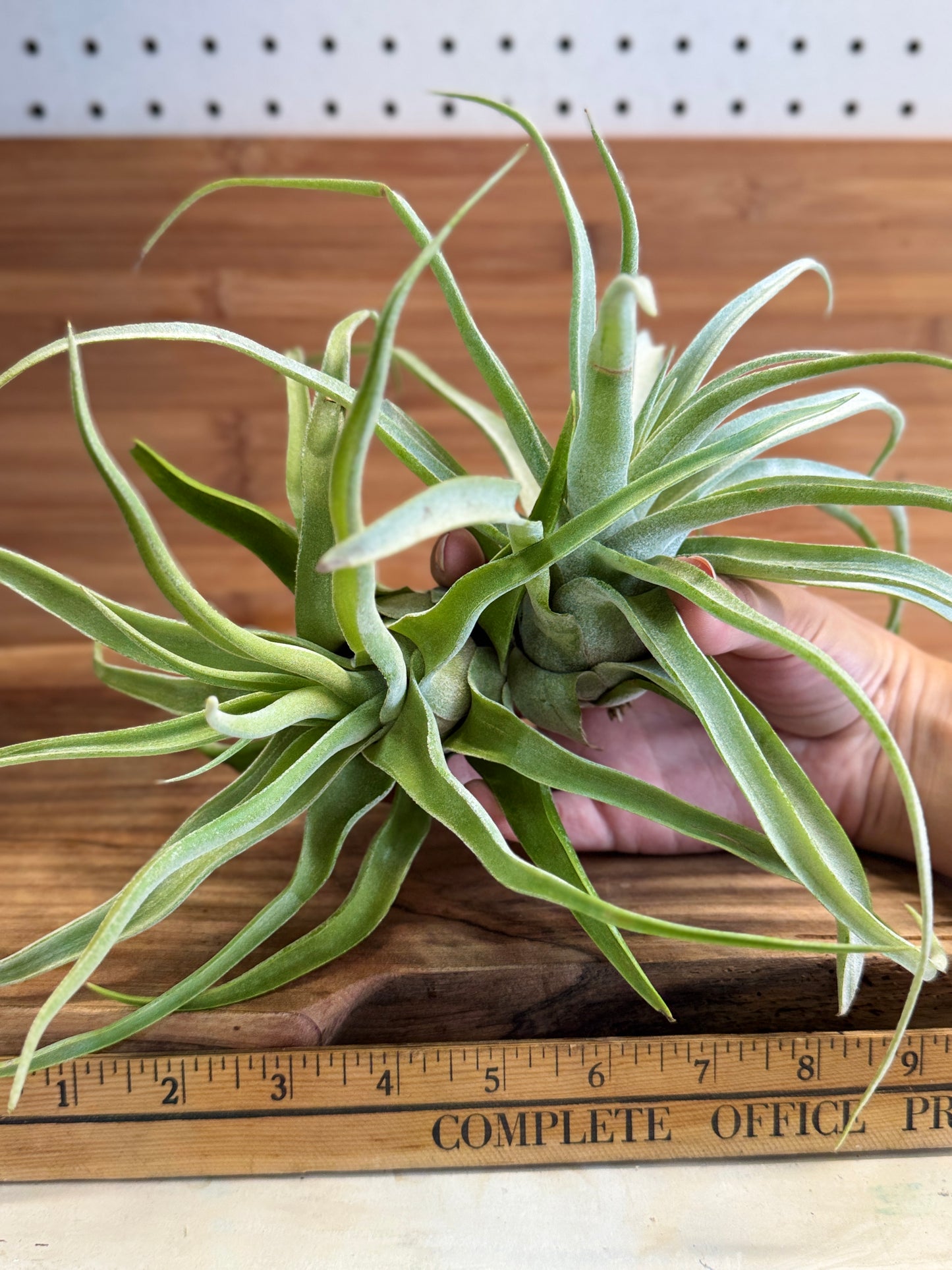 Tillandsia streptophylla Medium Air Plant - Curly Silvery-Green Leaves, Ideal for Indoor Decor, Requires Bright Indirect Light & Moderate Humidity