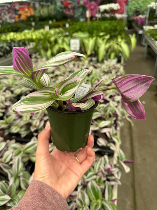 Tradescantia 4 Inch Plant - Colorful Foliage, Low Maintenance Indoor Plant, Suitable for Moderate Humidity, Thrives in Bright Indoor Lighting, Spiderwort, Inch Plant
