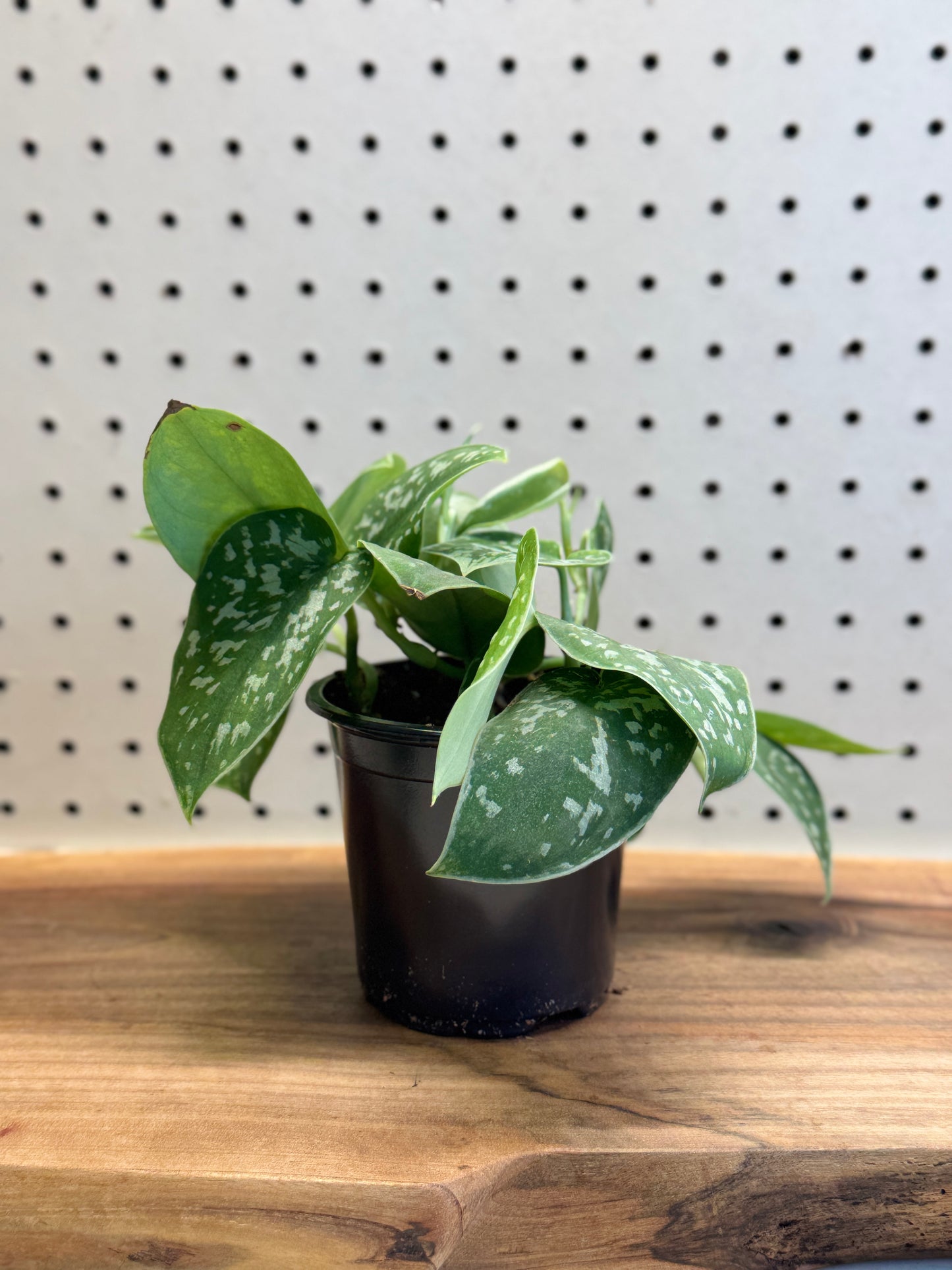 Satin Pothos Scindapsus pictus - Indoor Houseplant with Heart-Shaped Leaves & Silvery Spots - Easy Care for Hanging Baskets & Shelves
