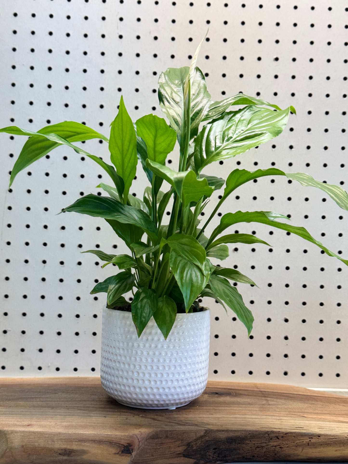 Peace Lily Spathiphyllum Indoor Plant with Deep Green Leaves and White Spathes for Air Purification in Bright Indirect Light