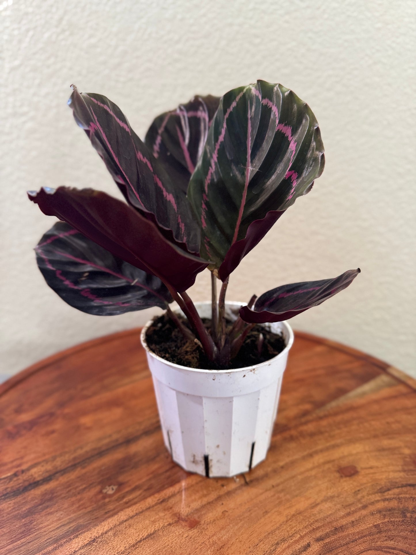 Calathea Dottie Prayer Plant 4 inch with Black Leaves and pink stripes