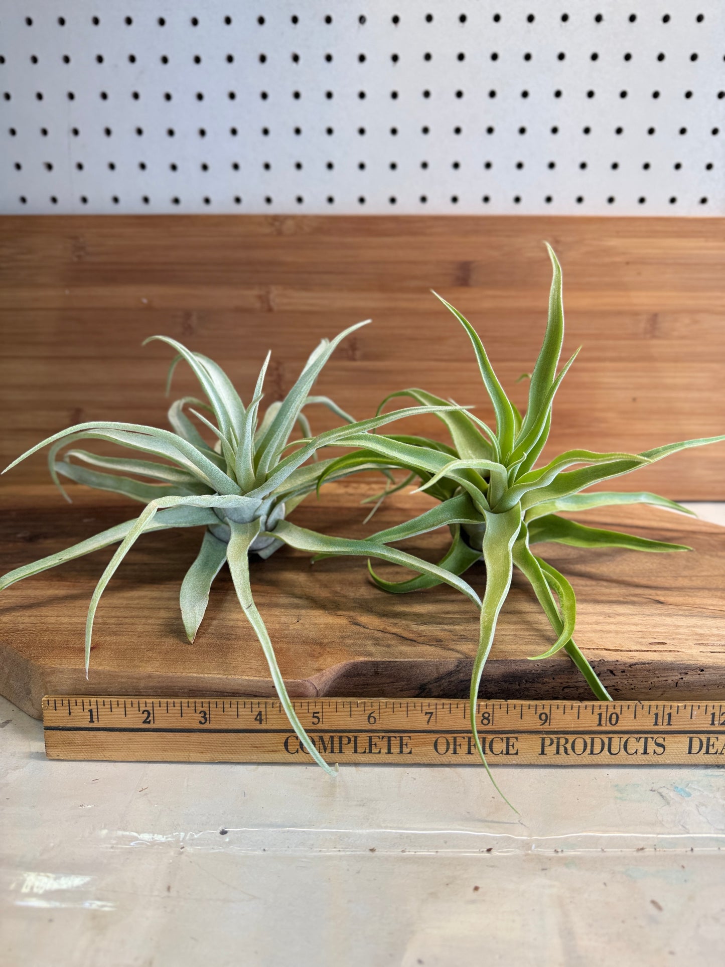 Tillandsia streptophylla Medium Air Plant - Curly Silvery-Green Leaves, Ideal for Indoor Decor, Requires Bright Indirect Light & Moderate Humidity