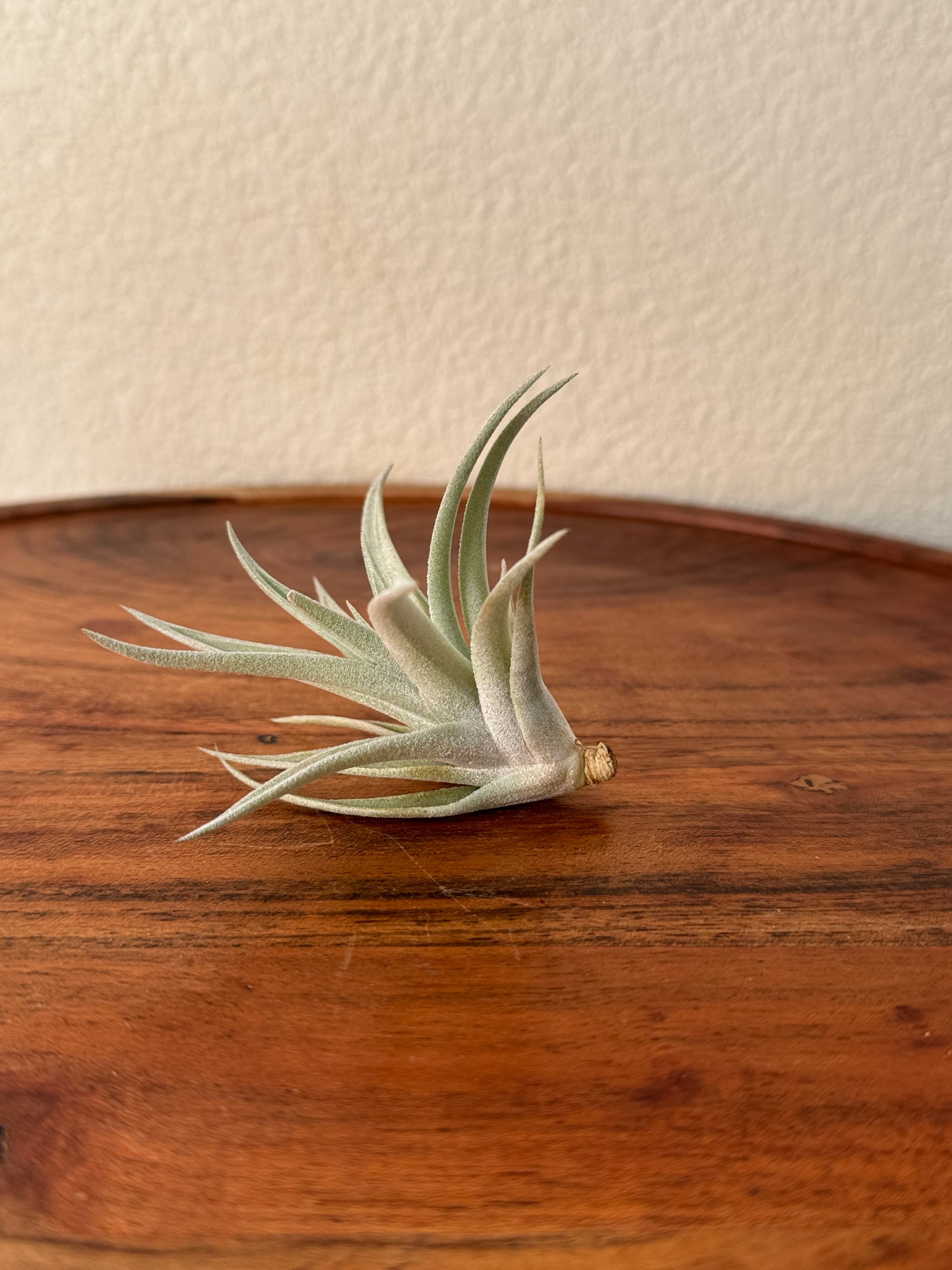 Tillandsia harrisii Small Air Plant in Natural Green Color - Indoor Plant with Velvet Silver-gray Leaves & Compact Rosette Shape - Requires Bright Indirect Light & Moderate Humidity