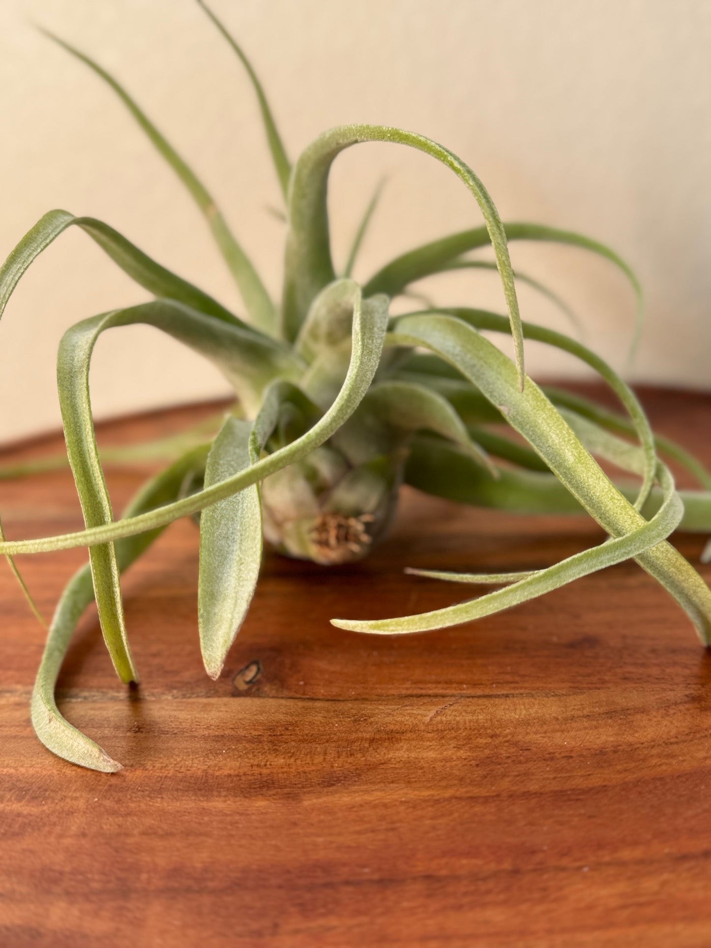 Tillandsia streptophylla Medium Air Plant - Curly Silvery-Green Leaves, Ideal for Indoor Decor, Requires Bright Indirect Light & Moderate Humidity