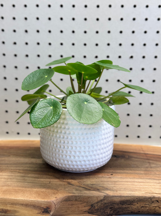 Chinese Money Plant Pilea peperomioides 4 inch Pot Indoor Easy Care Round Leaves Modern Look Friendship Plant for Brighten Shelves Desks Windowsills