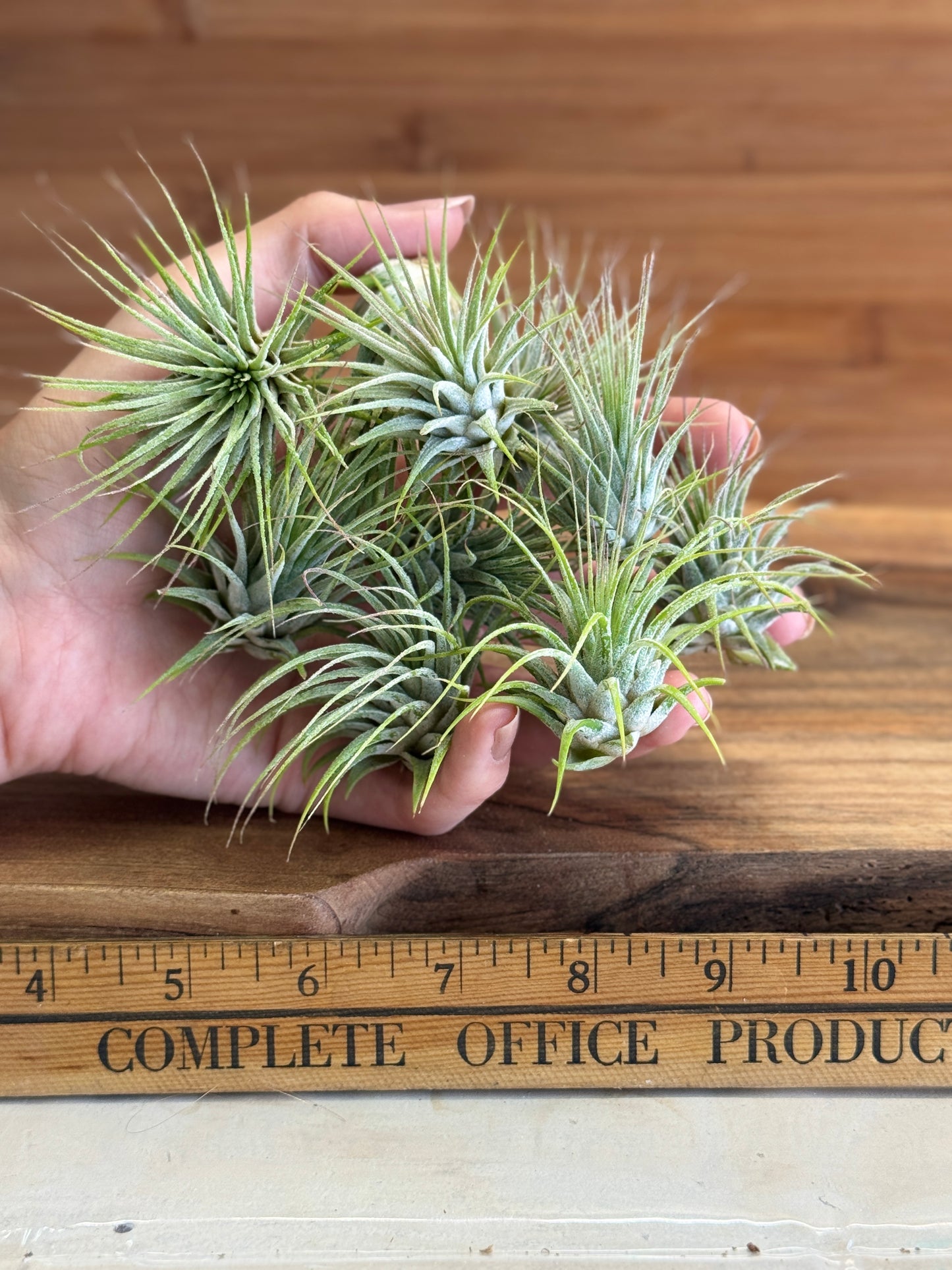 Tillandsia Ionantha Medium Size Air Plant in Natural Green Color, Ideal for Terrariums, Indoor Use, No Soil, Bright Indirect Light
