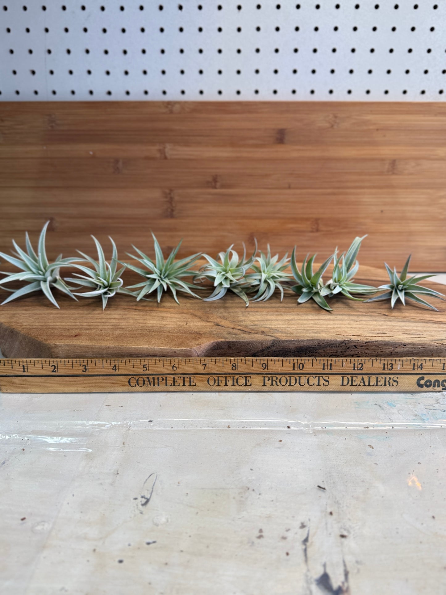 Tillandsia harrisii Small Air Plant in Natural Green Color - Indoor Plant with Velvet Silver-gray Leaves & Compact Rosette Shape - Requires Bright Indirect Light & Moderate Humidity