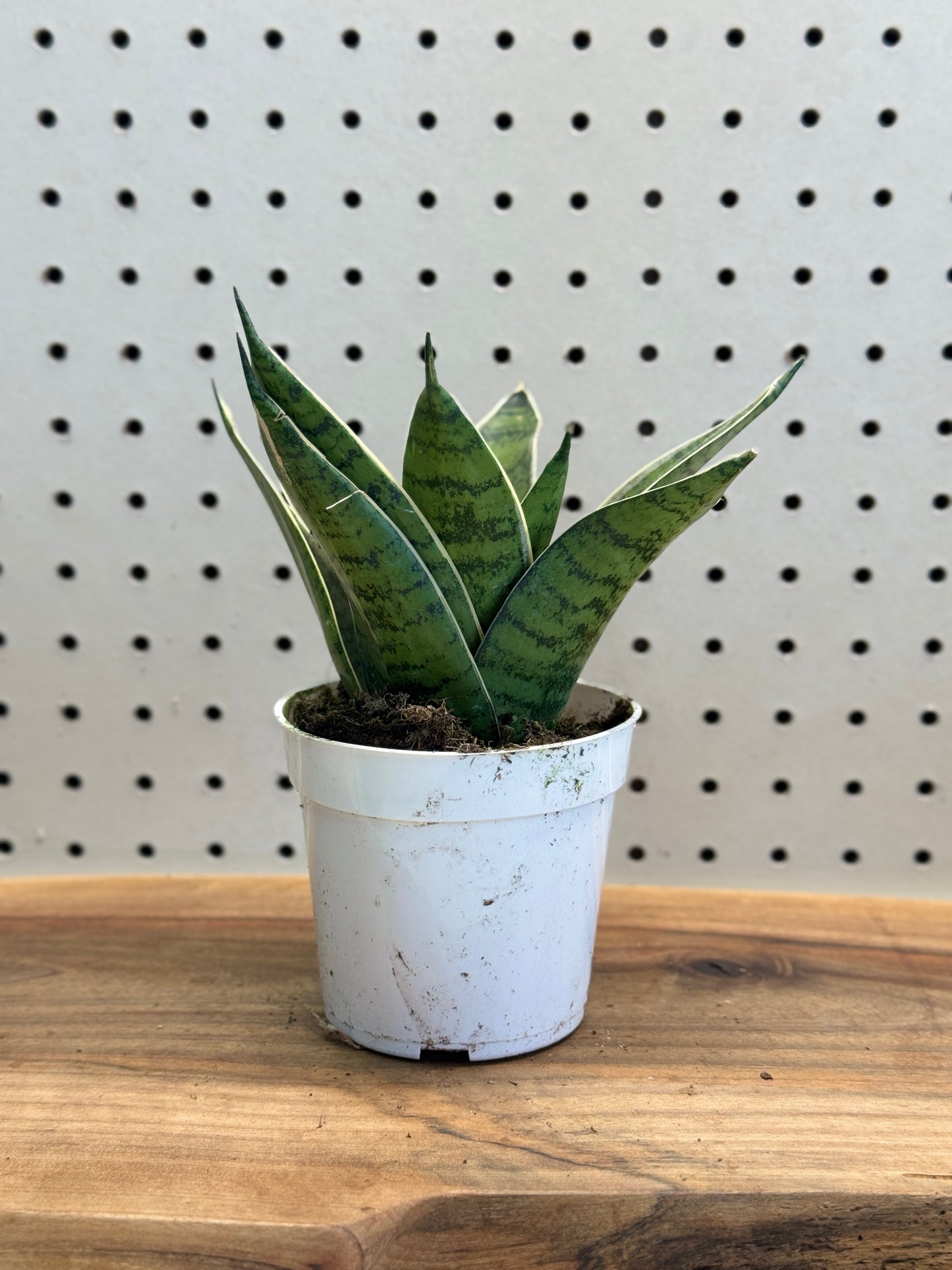 Snake Plant 4 Inch Pot - Sansevieria with Green Patterns, Ideal for Indoor Use, Low Maintenance, Tolerates Low Light, Purifies Air