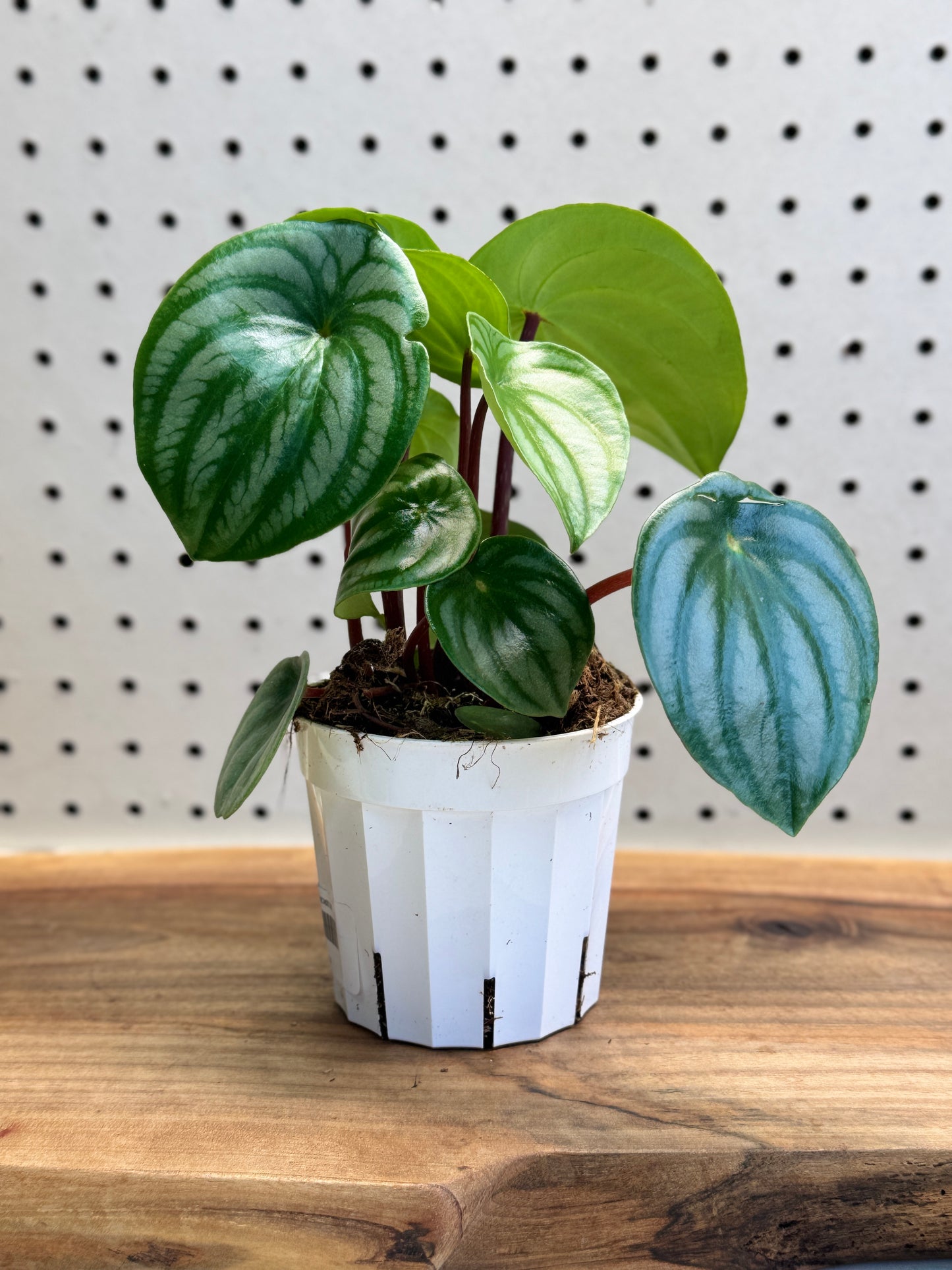 Watermelon Peperomia Peperomia argyreia 4 inch Pot - Indoor Plant with Unique Foliage & Easy Care Instructions for Compact Upright Appearance