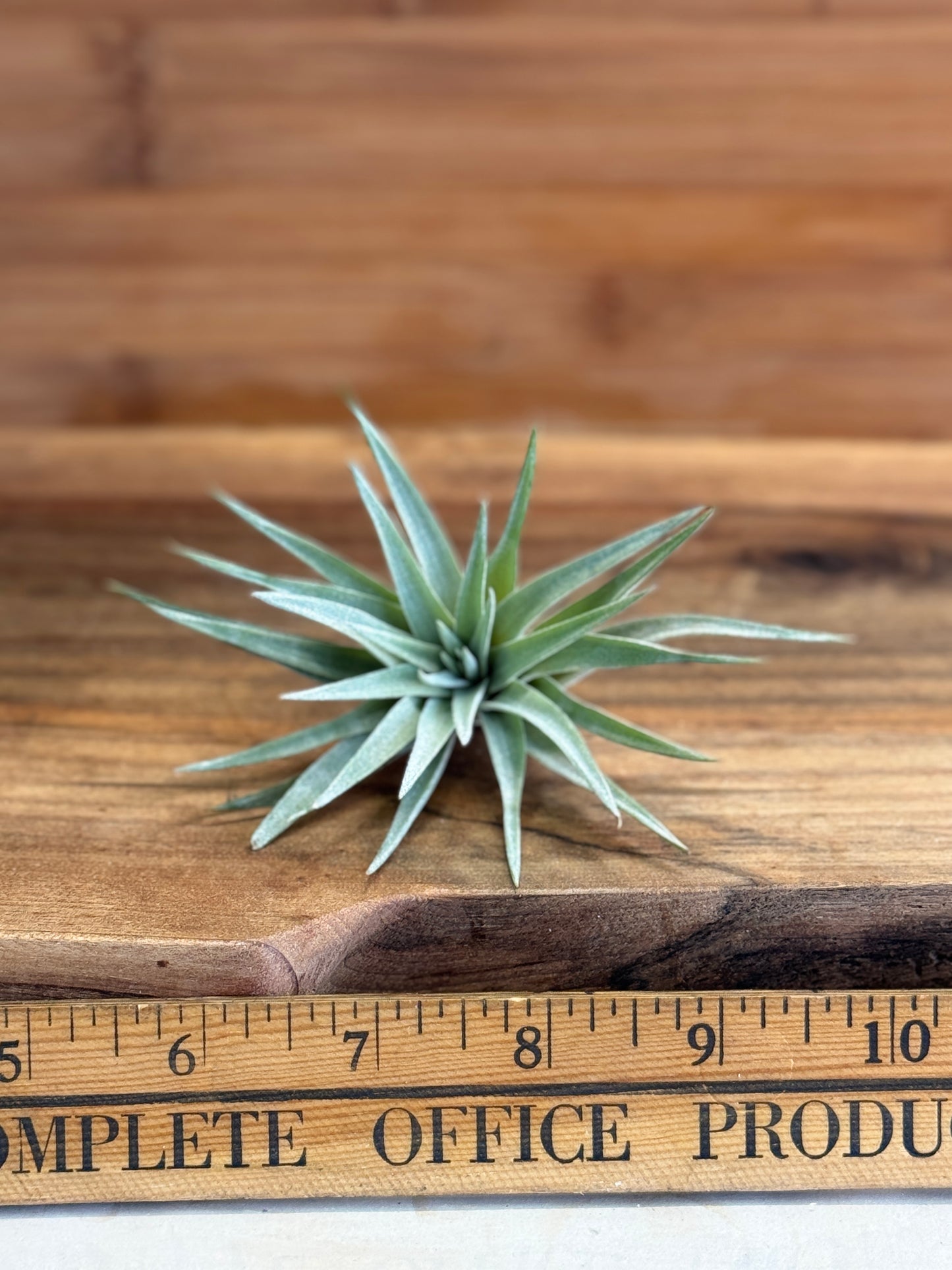 Tillandsia harrisii Small Air Plant in Natural Green Color - Indoor Plant with Velvet Silver-gray Leaves & Compact Rosette Shape - Requires Bright Indirect Light & Moderate Humidity