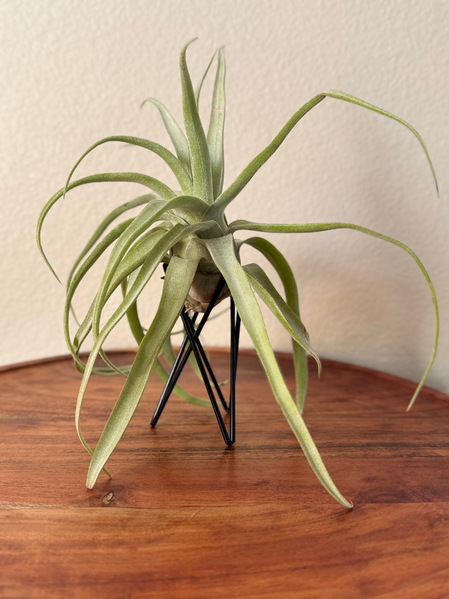 Tillandsia streptophylla Medium Air Plant - Curly Silvery-Green Leaves, Ideal for Indoor Decor, Requires Bright Indirect Light & Moderate Humidity